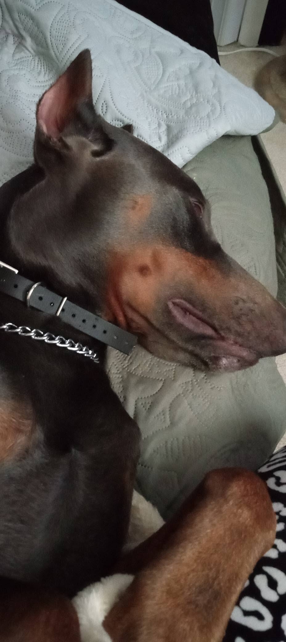 Three yr. old Doberman image 5