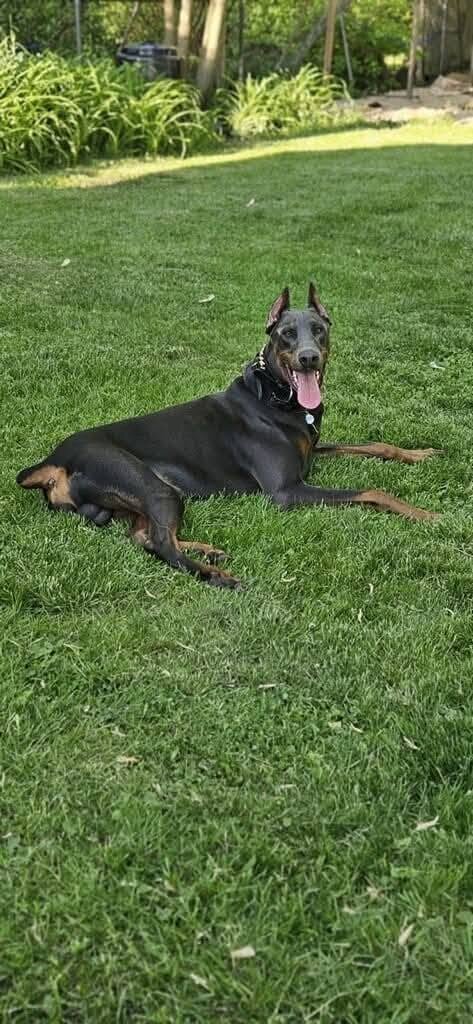 Three yr. old Doberman image 1
