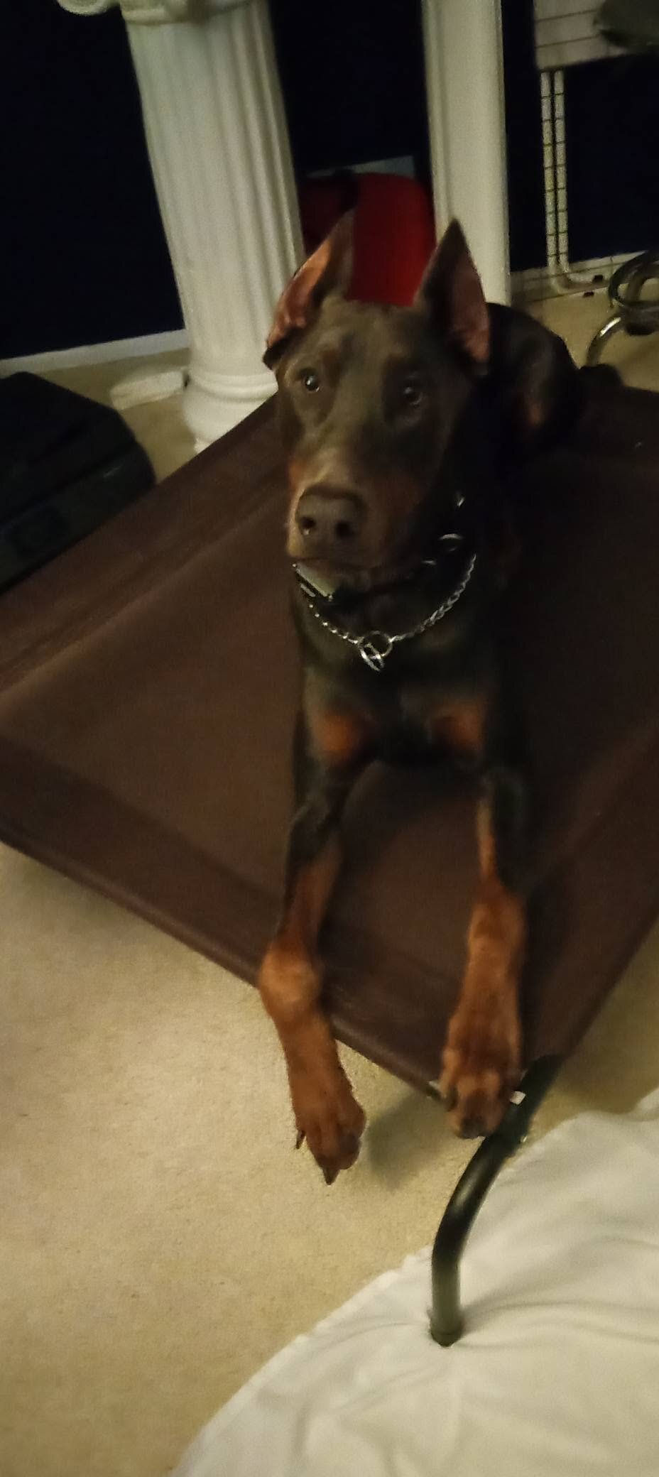 Three yr. old Doberman image 4