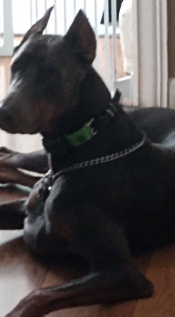Three yr. old Doberman image 3