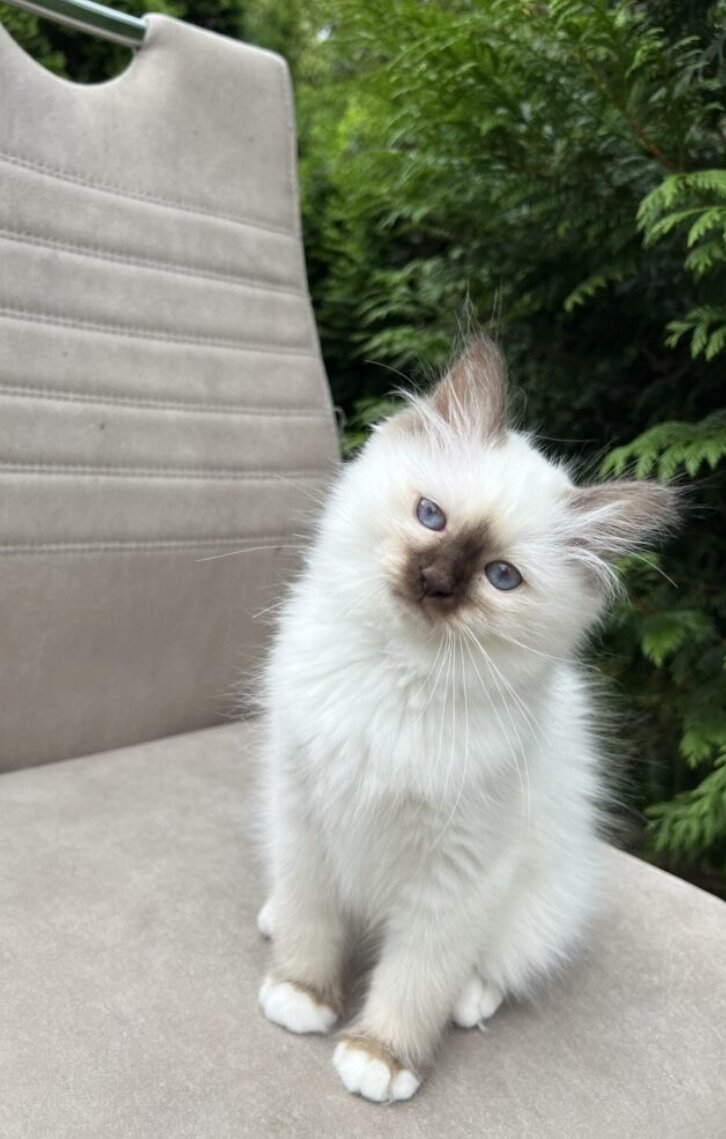 Cat image 1