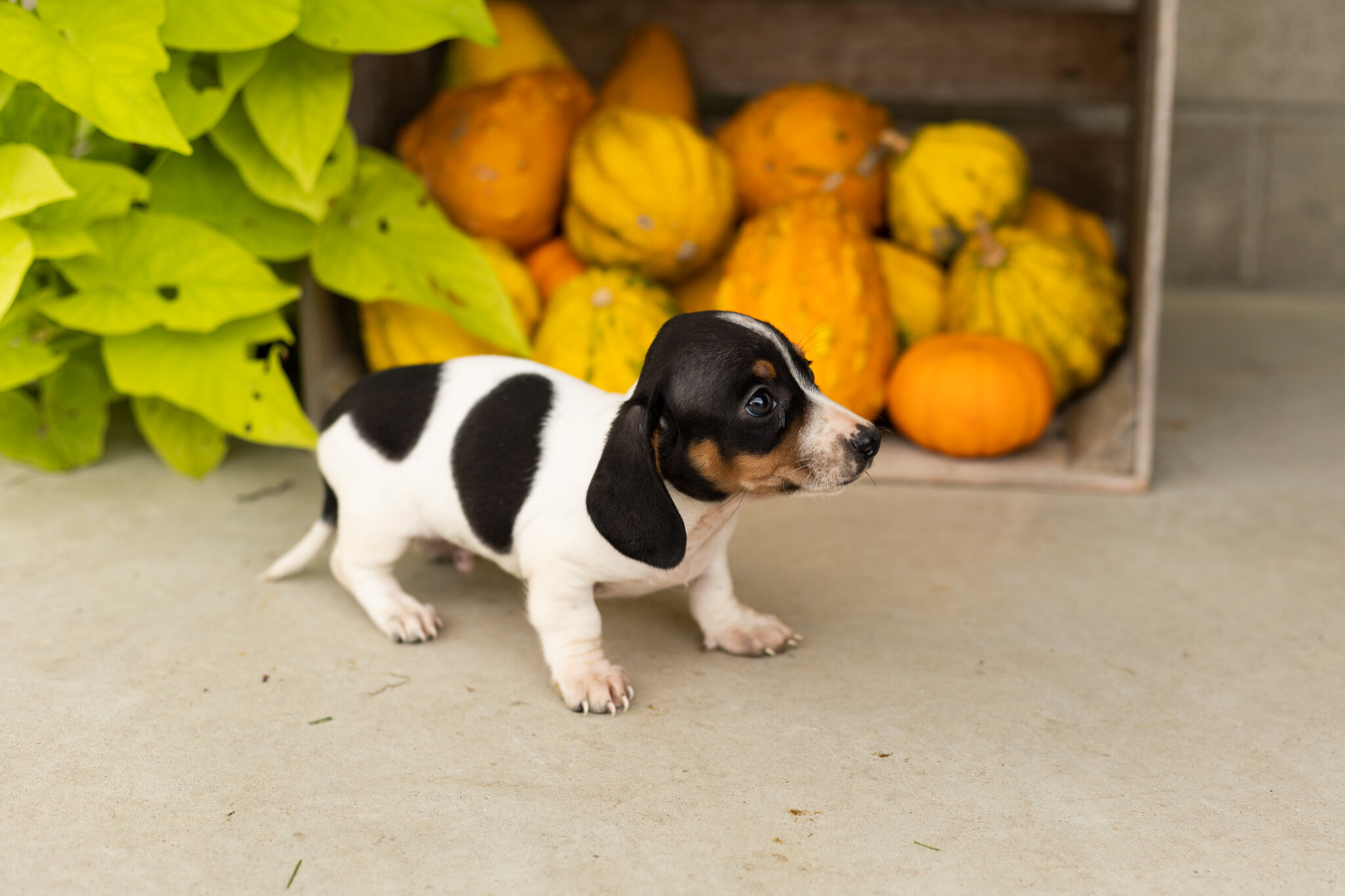 AKC mini dachshund male pup in Indiana (Sawyer) image 3