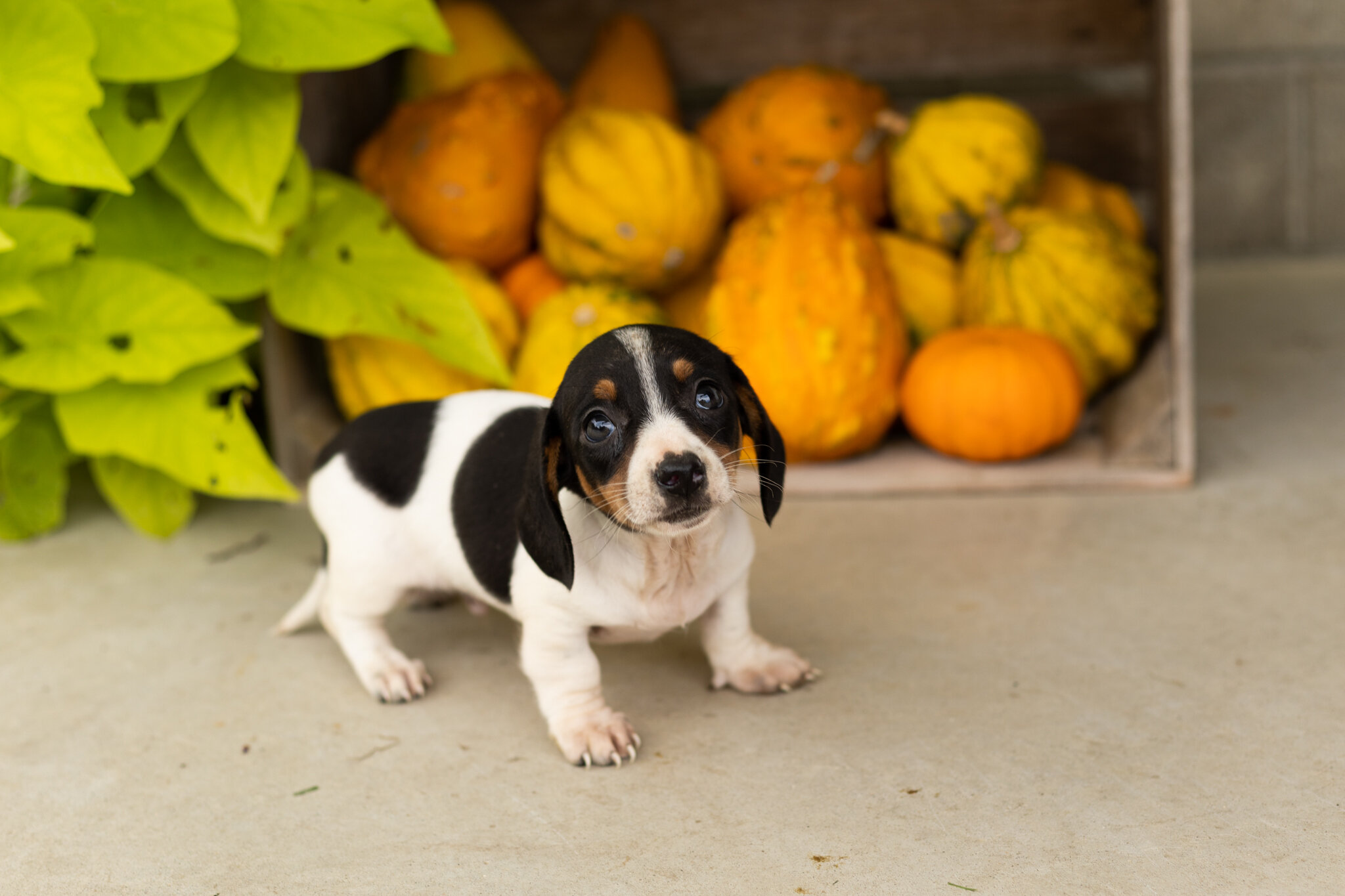 AKC mini dachshund male pup in Indiana (Sawyer) image 1