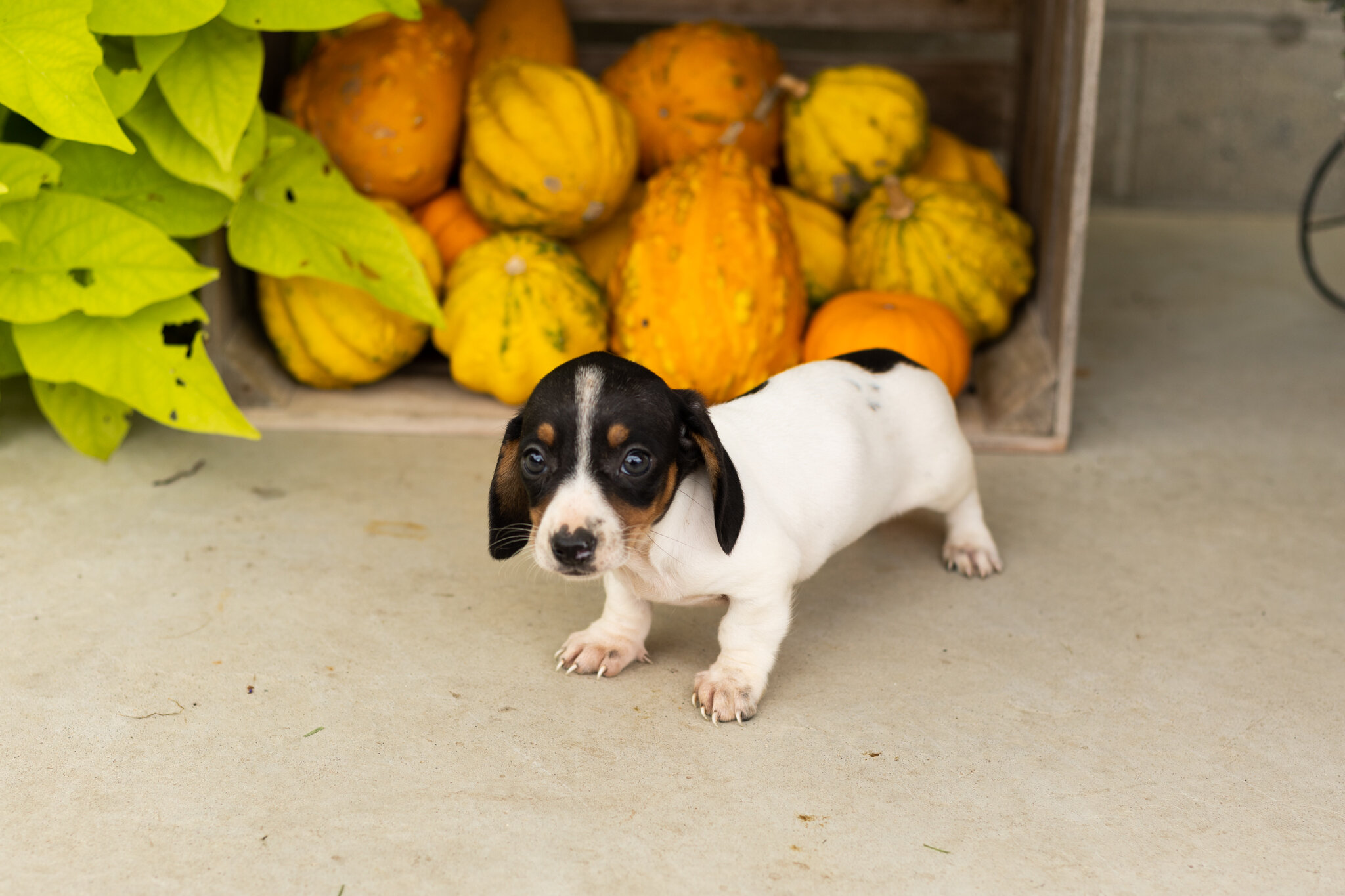 AKC mini dachshund male pup in Indiana (Sawyer) image 4