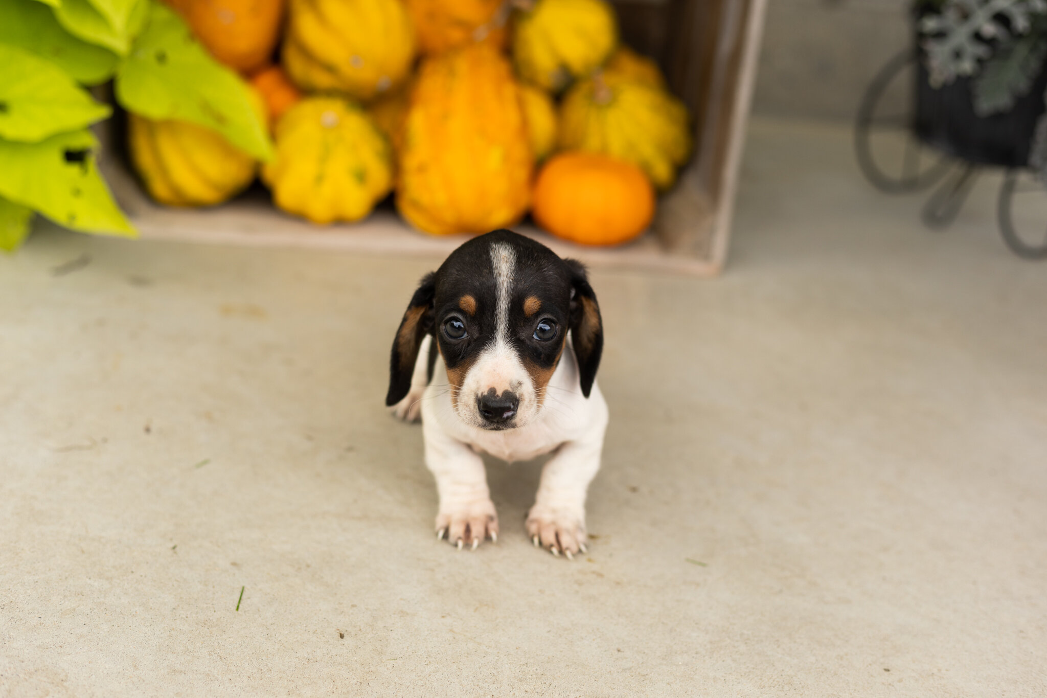 AKC mini dachshund male pup in Indiana (Sawyer) image 5