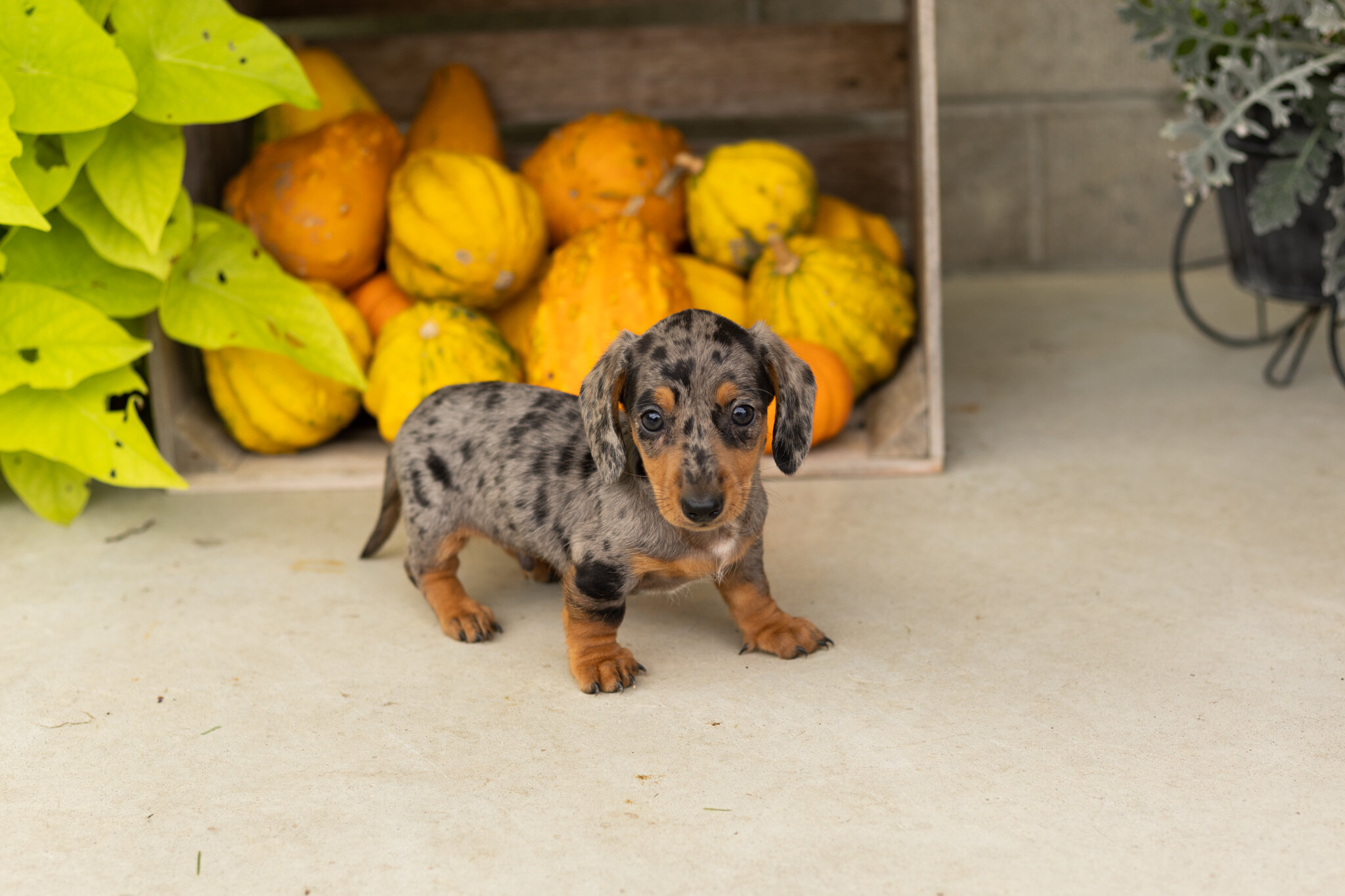 AKC mini dachshund male pup in Indiana (Otis) image 1