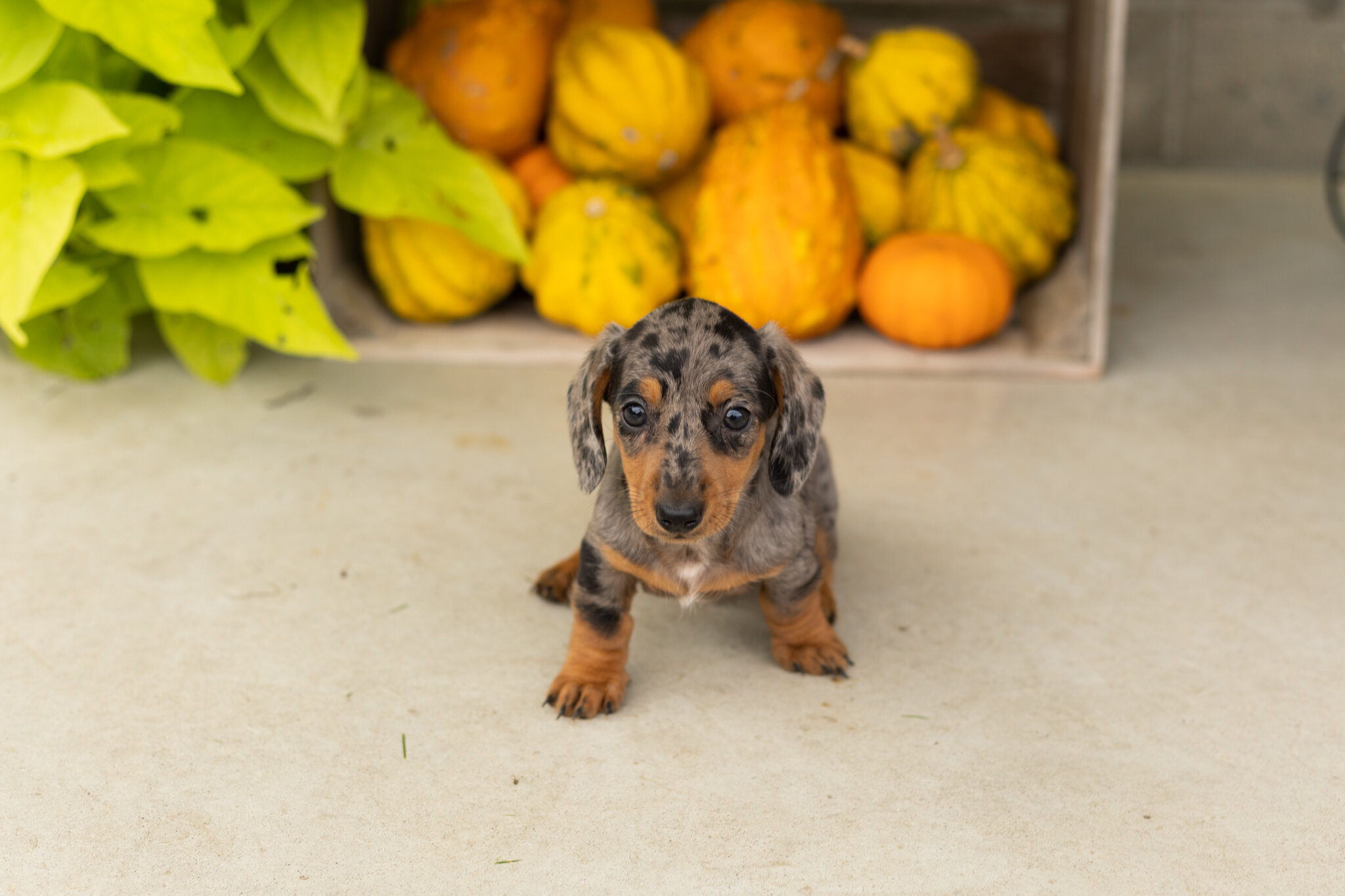 AKC mini dachshund male pup in Indiana (Otis) image 2