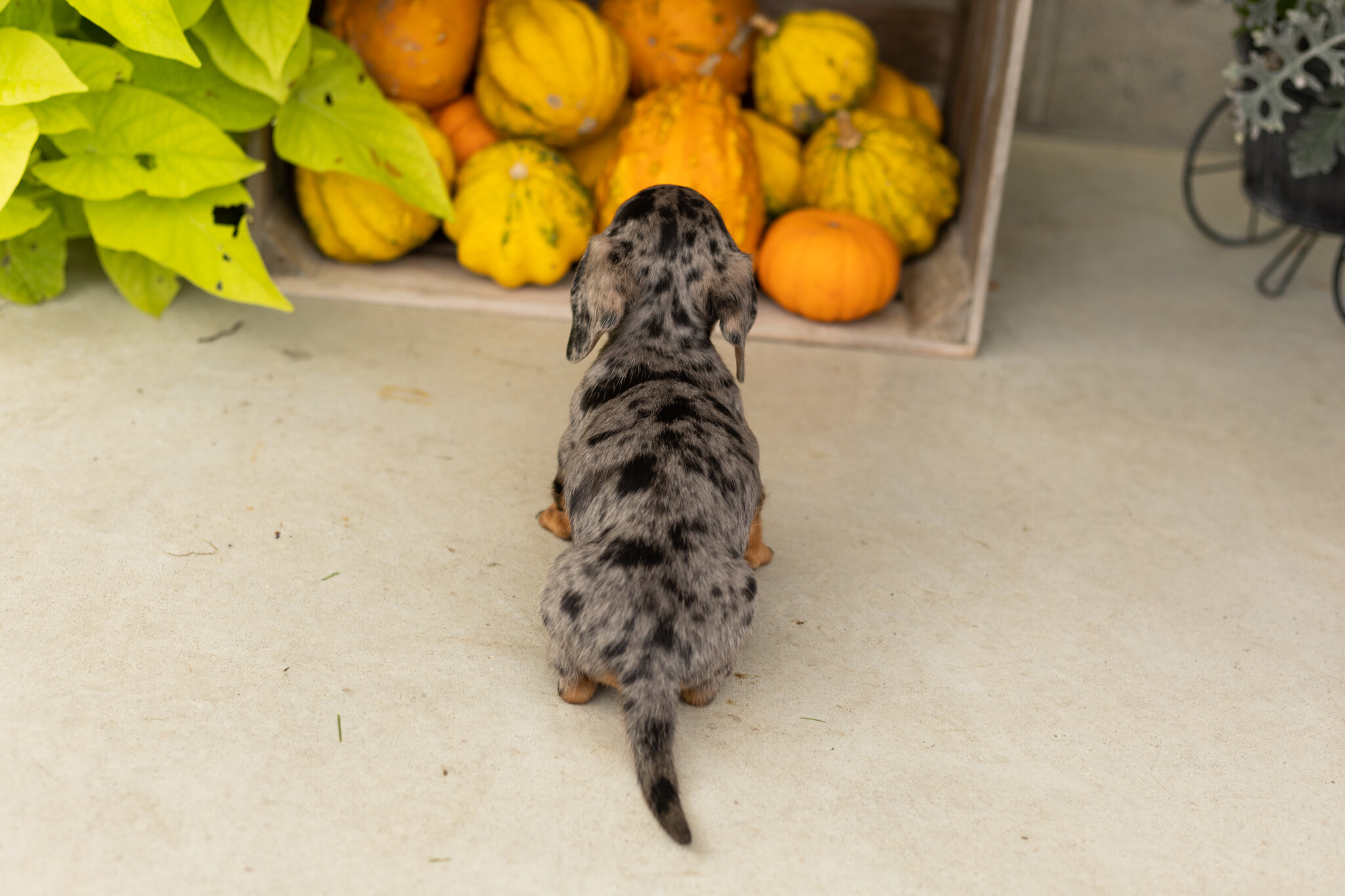 AKC mini dachshund male pup in Indiana (Otis) image 3