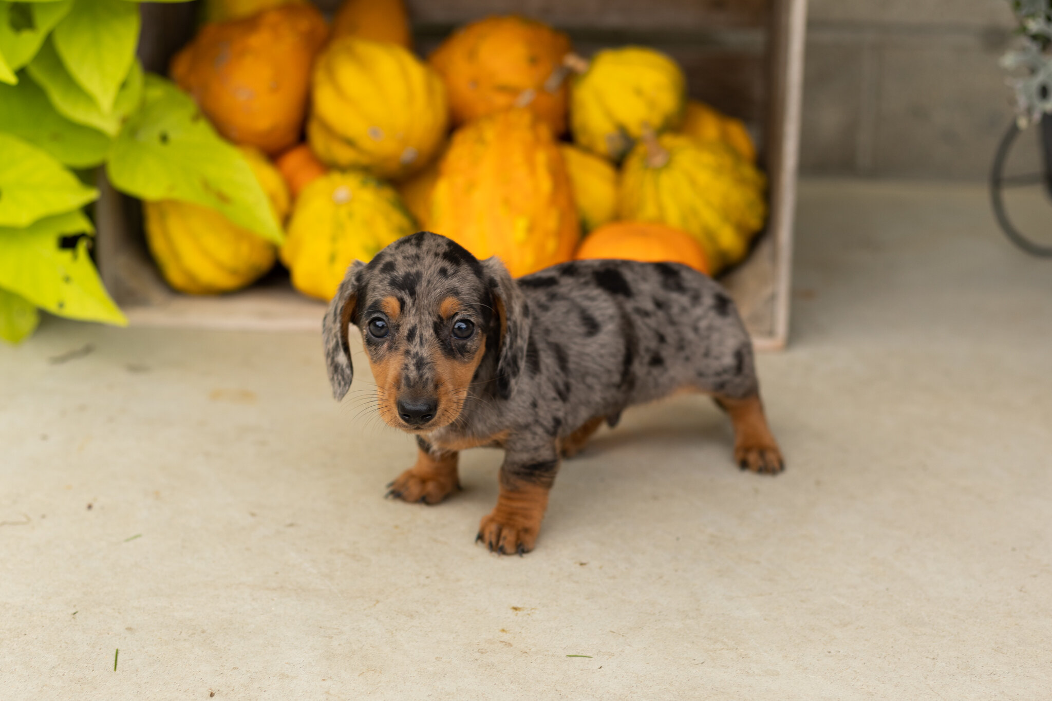 AKC mini dachshund male pup in Indiana (Otis) image 4