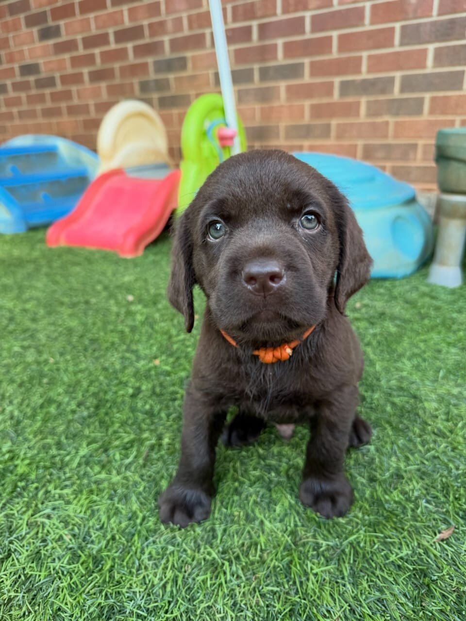 Labrador puppies Available image 1