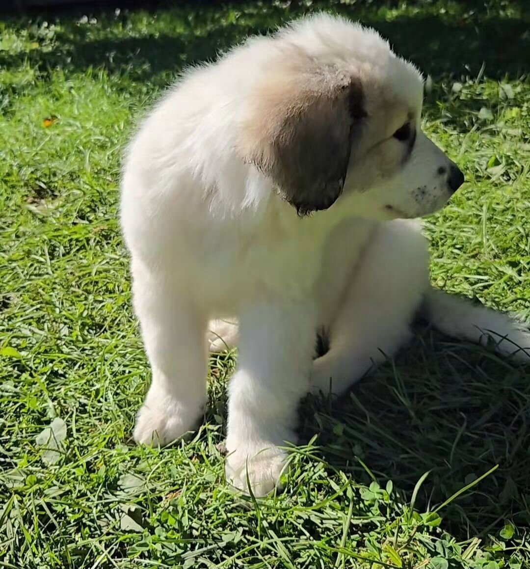 Great Pyrenees Puppies image 1