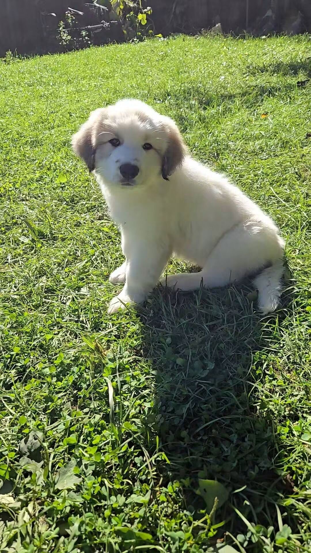 Great Pyrenees Puppies image 2
