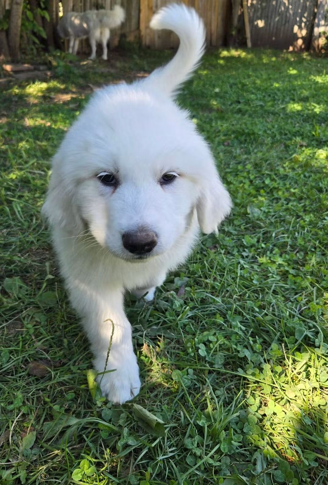 Great Pyrenees Puppies image 4