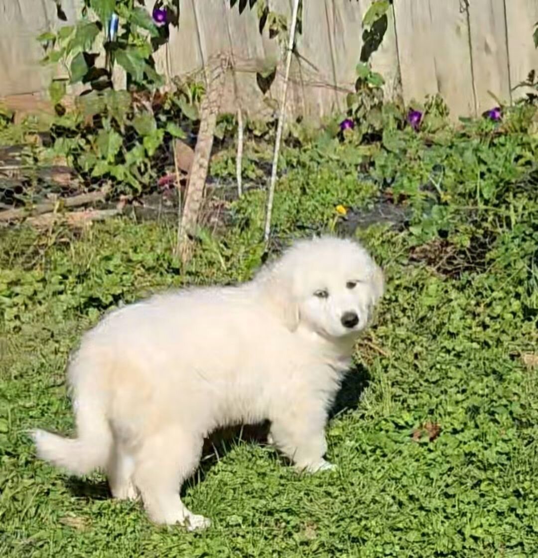 Great Pyrenees Puppies image 3