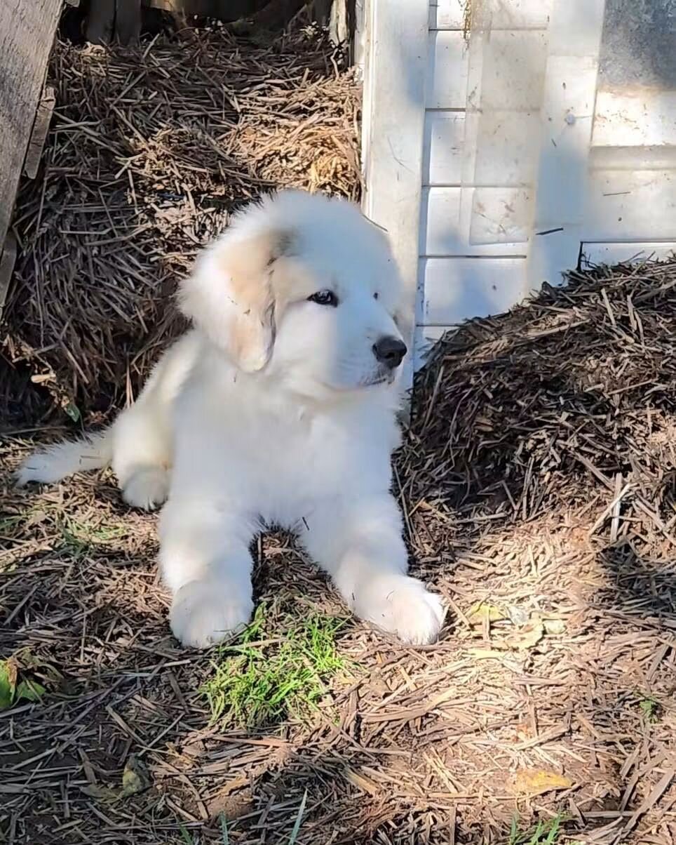 Great Pyrenees Puppies image 6