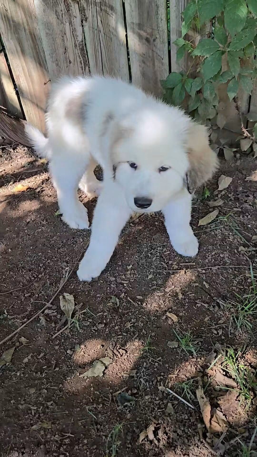 Great Pyrenees Puppies image 5