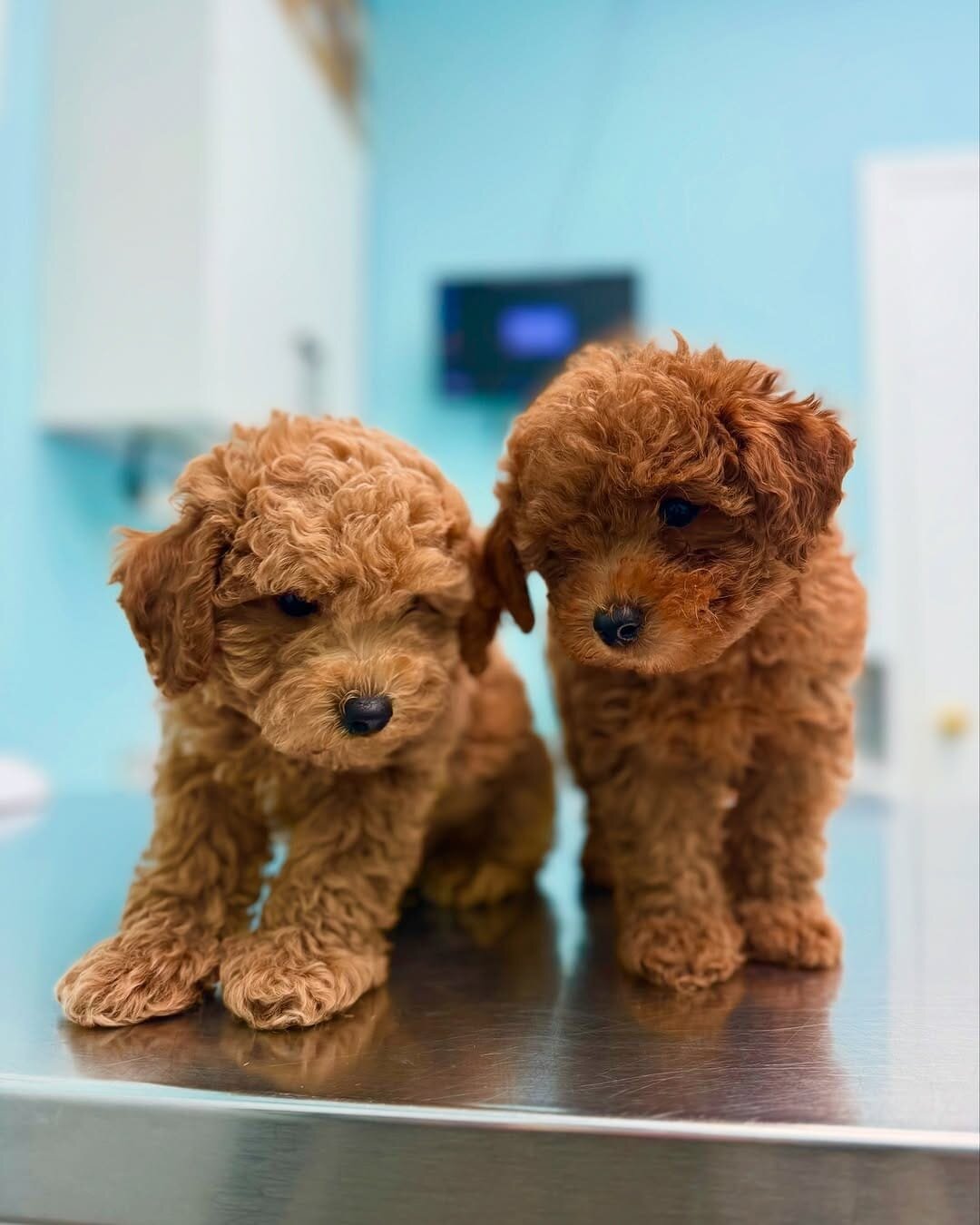 Poodle Puppies Available image 1