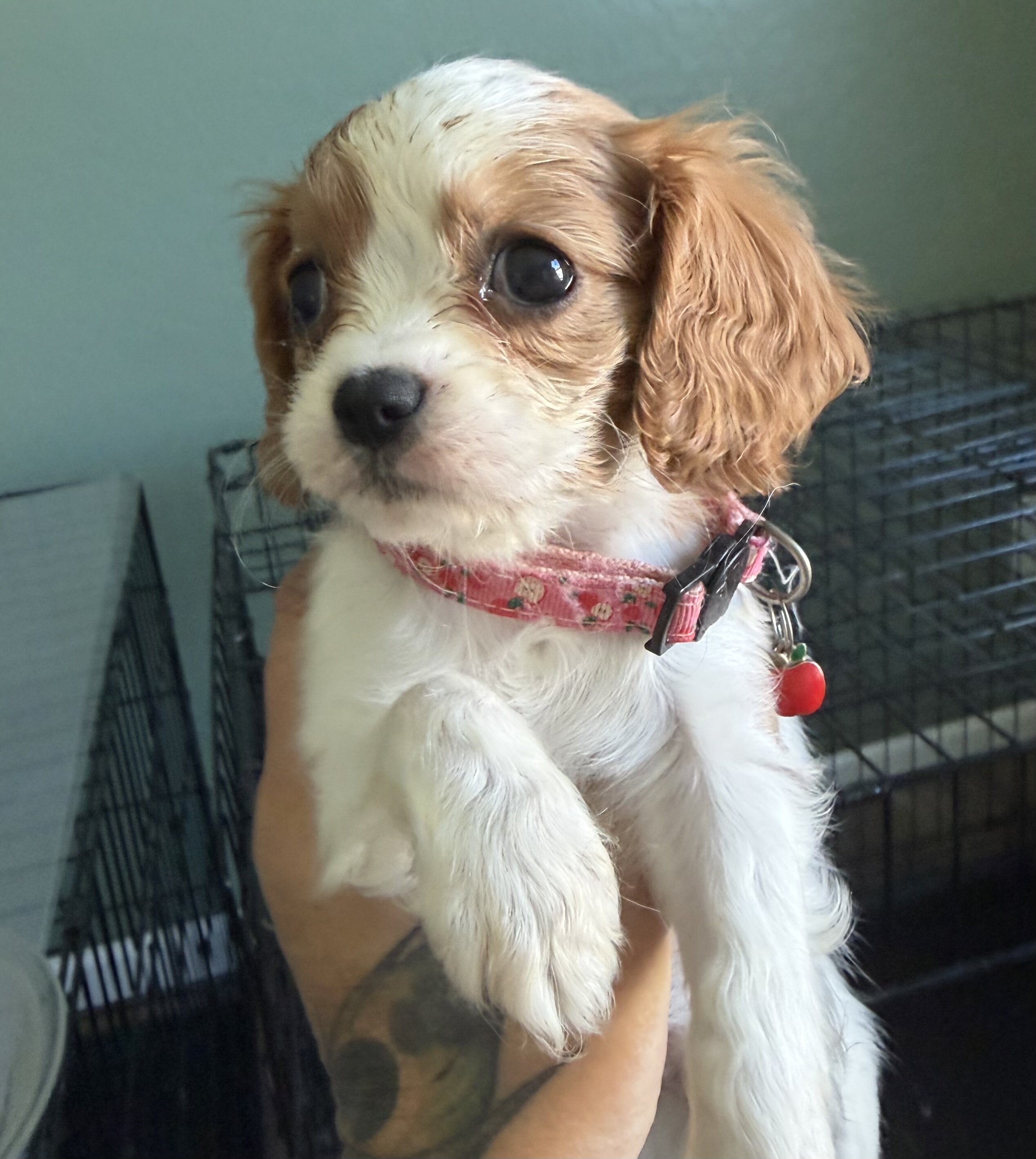 Cavalier King Charles Puppy image 1