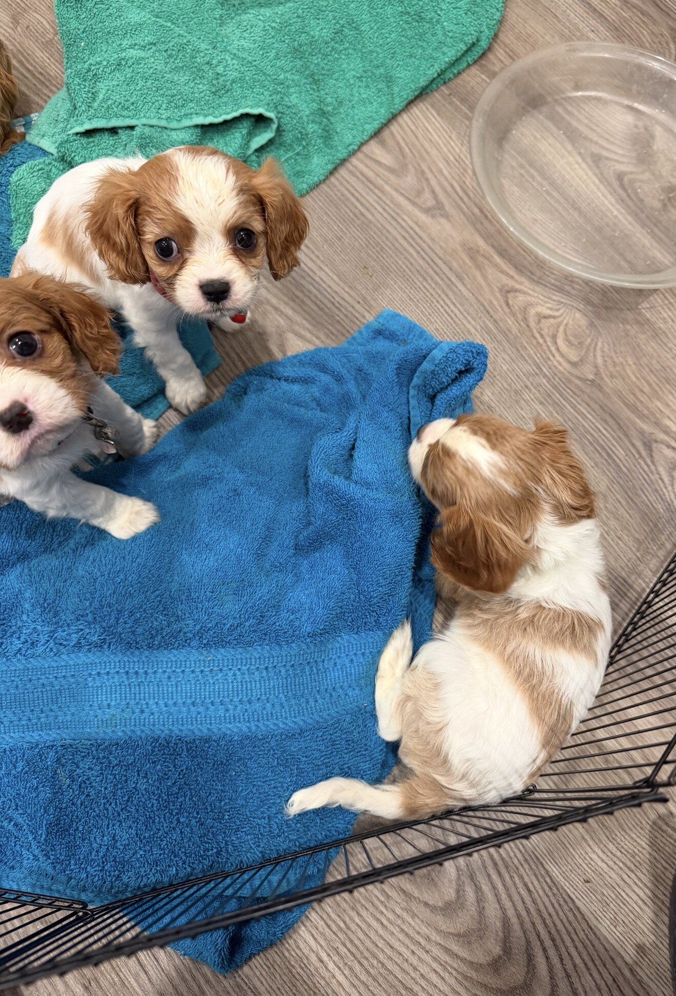 Cavalier King Charles Puppy image 2