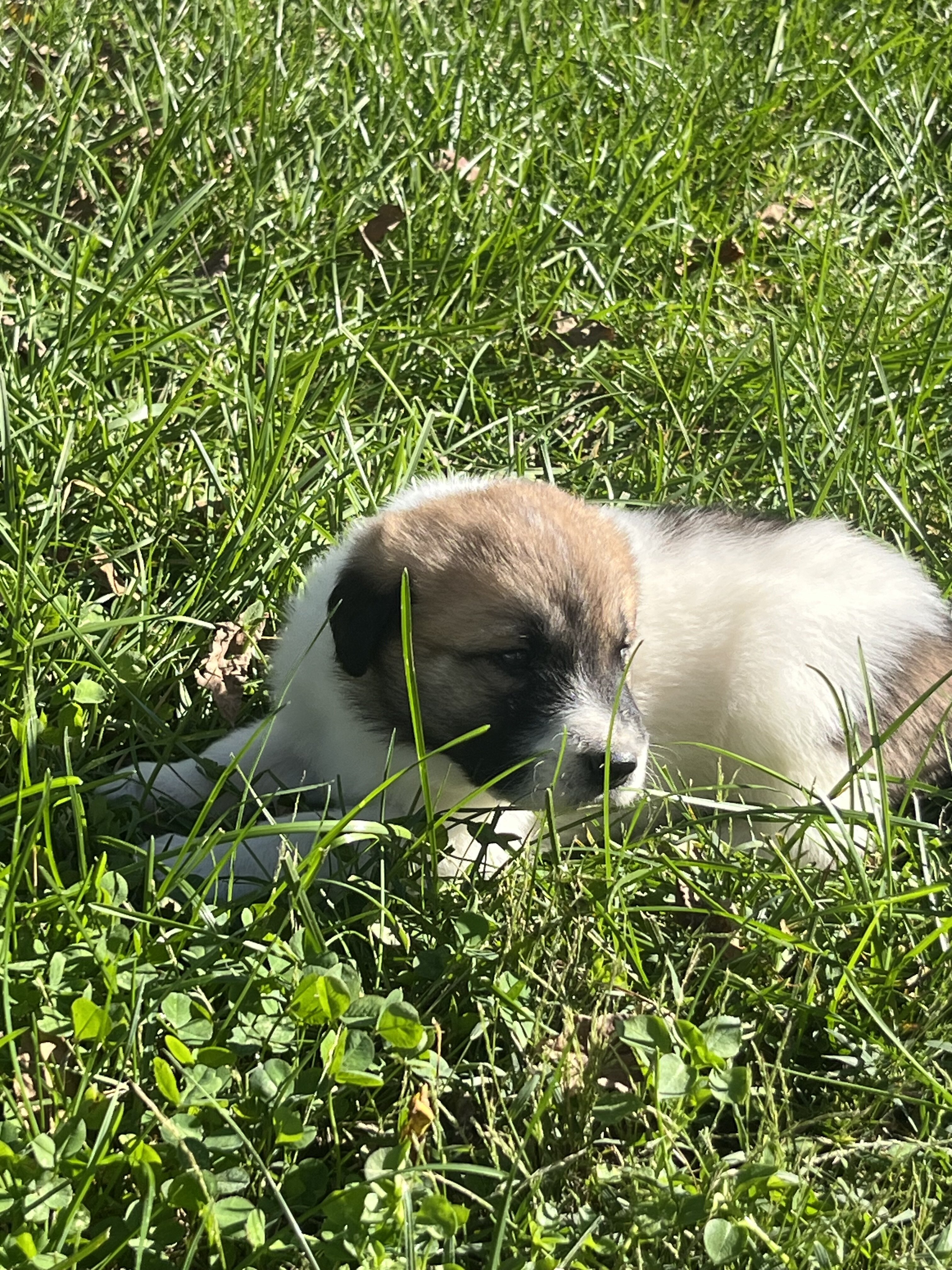 Great Pyrenees - Anatolian Shepherd puppies image 9
