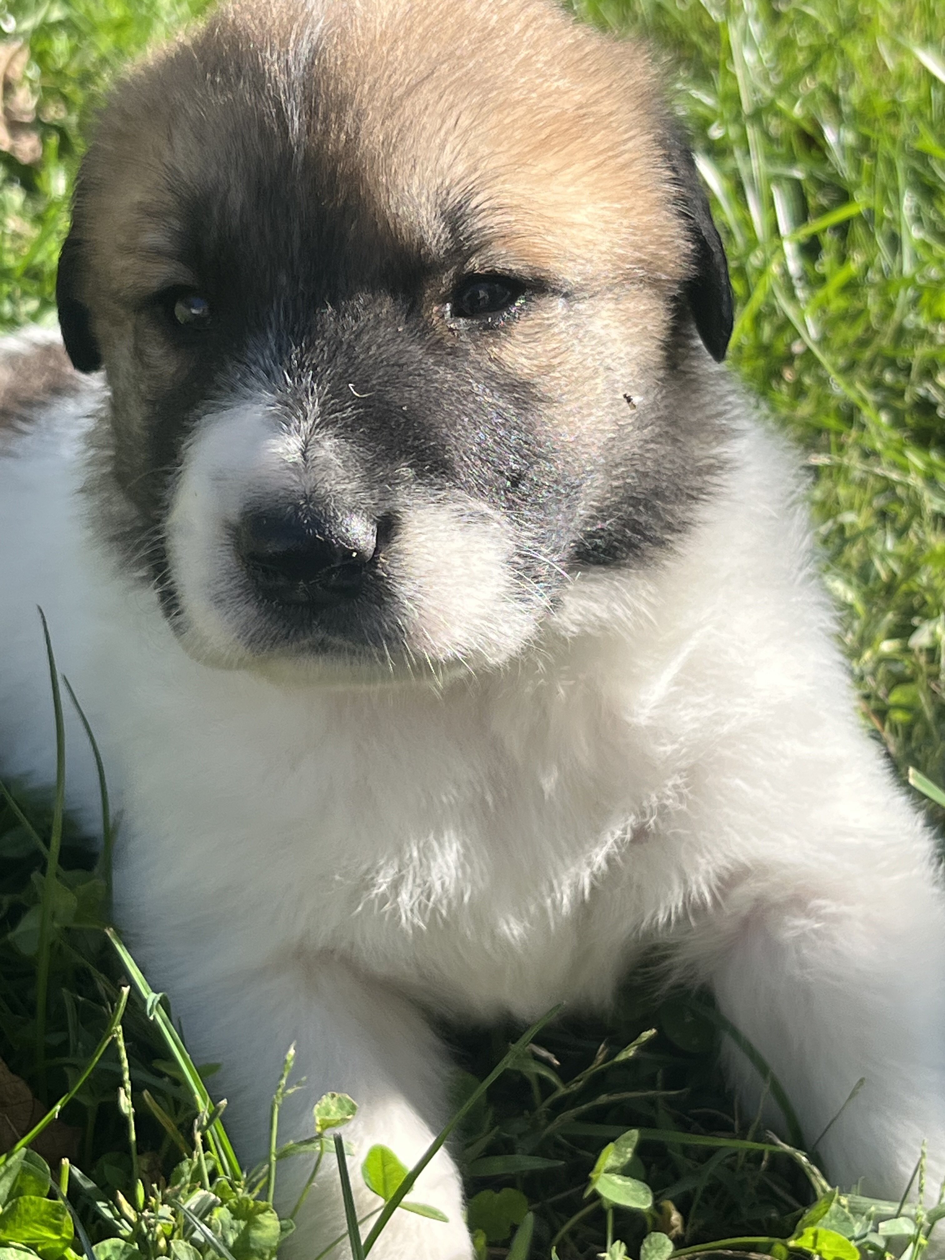 Great Pyrenees - Anatolian Shepherd puppies image 1