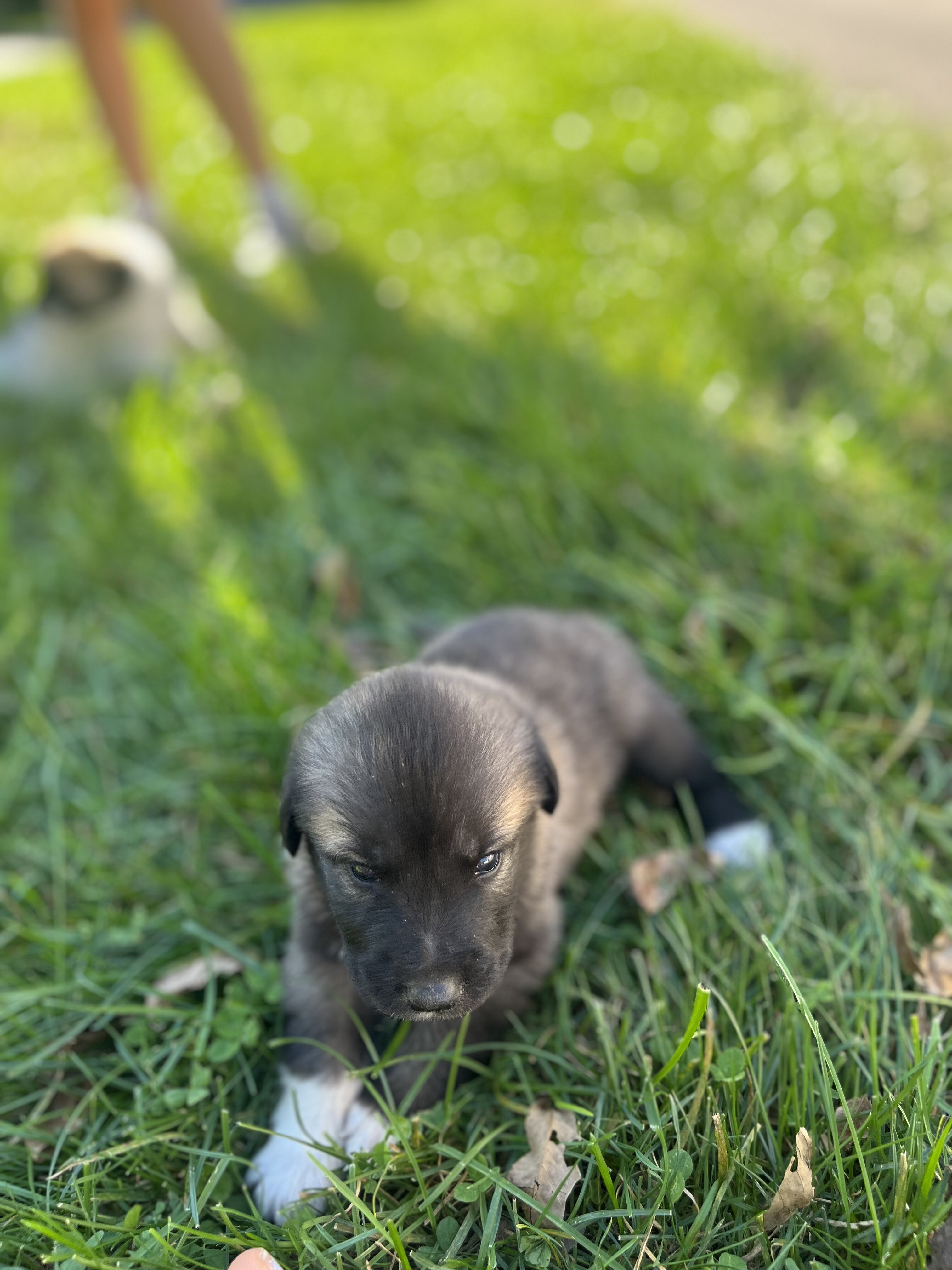 Great Pyrenees - Anatolian Shepherd puppies image 6