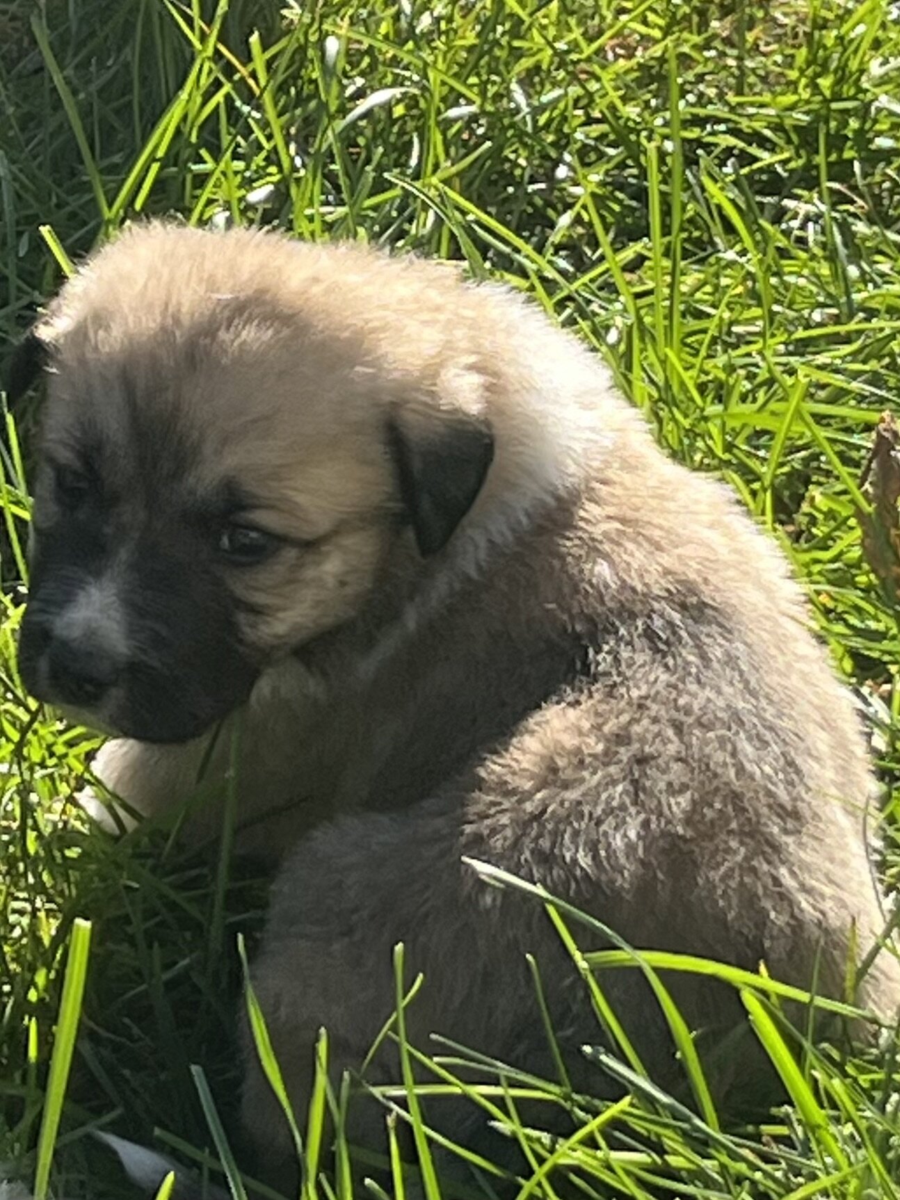Great Pyrenees - Anatolian Shepherd puppies image 7