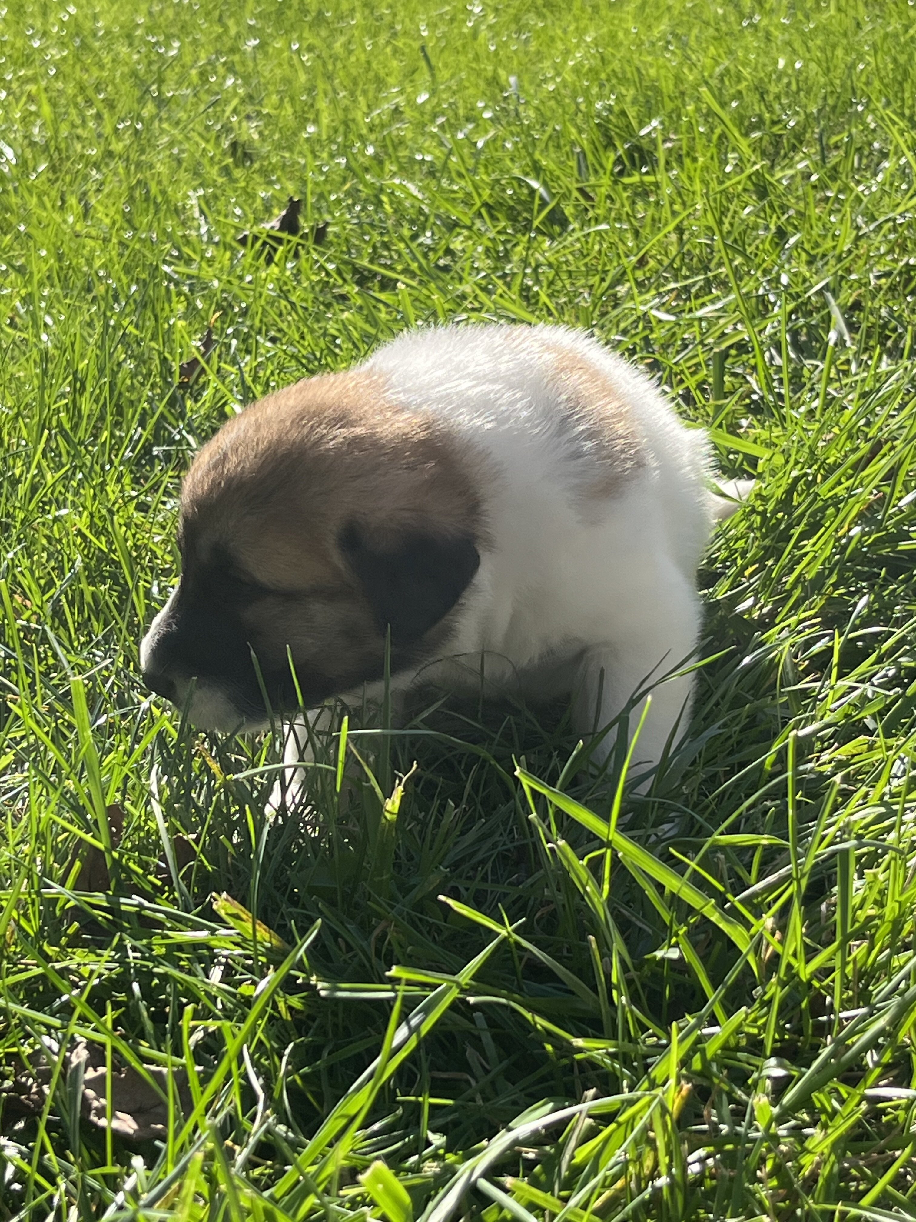 Great Pyrenees - Anatolian Shepherd puppies image 2