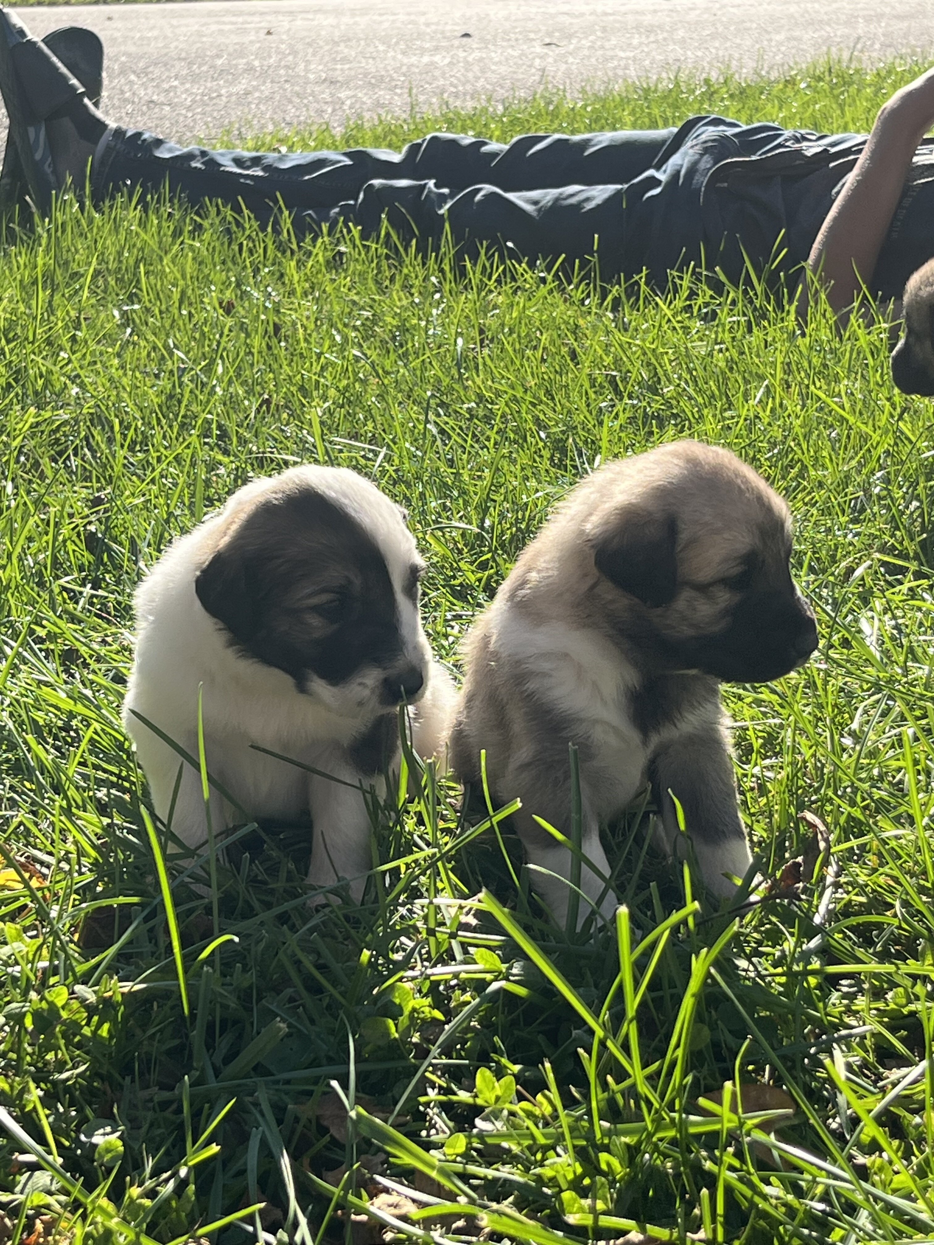 Great Pyrenees - Anatolian Shepherd puppies image 5