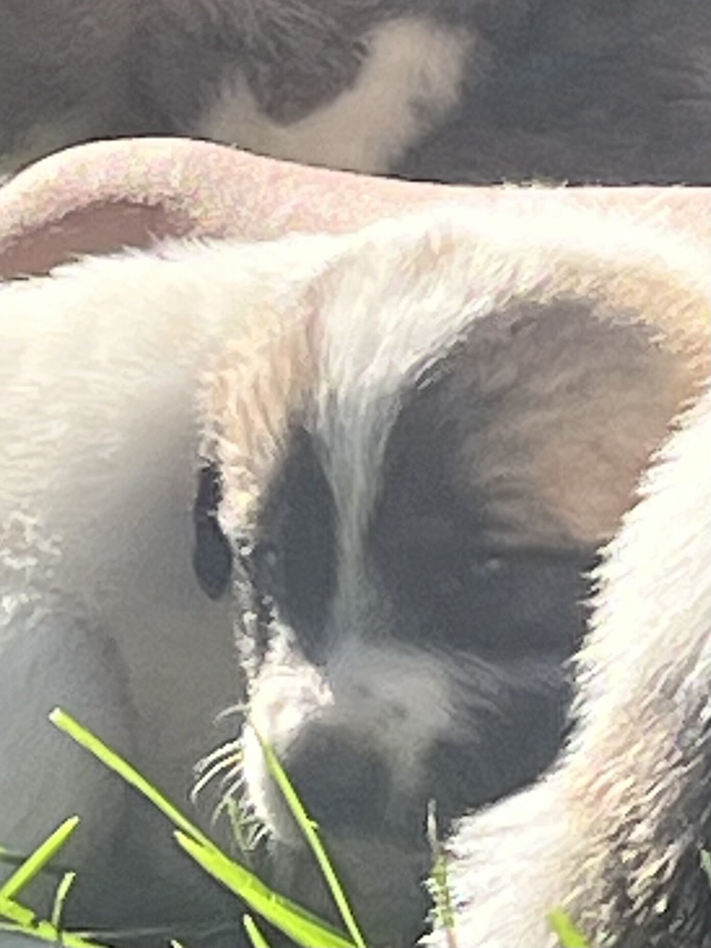 Great Pyrenees - Anatolian Shepherd puppies image 10