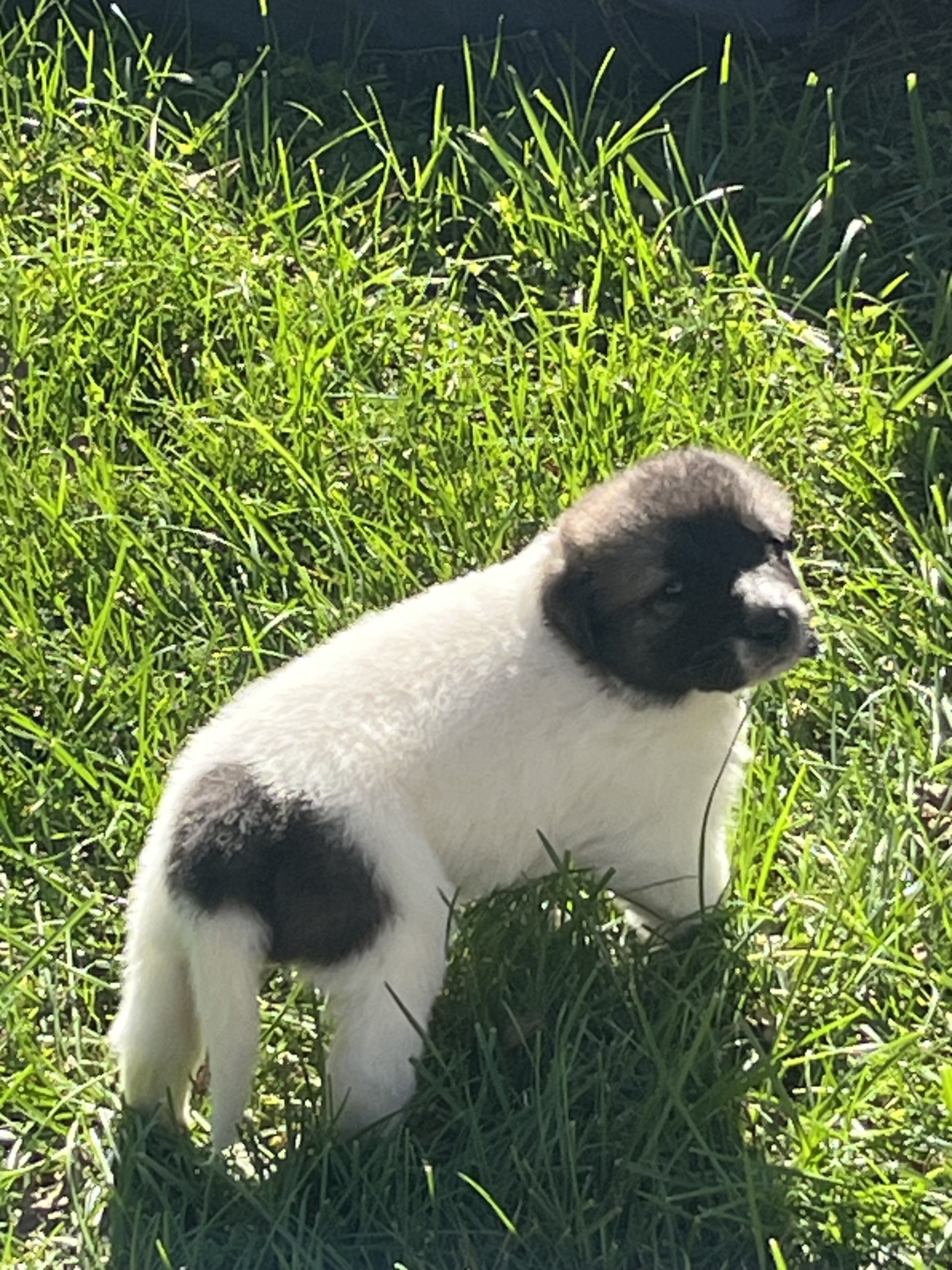 Great Pyrenees - Anatolian Shepherd puppies image 3