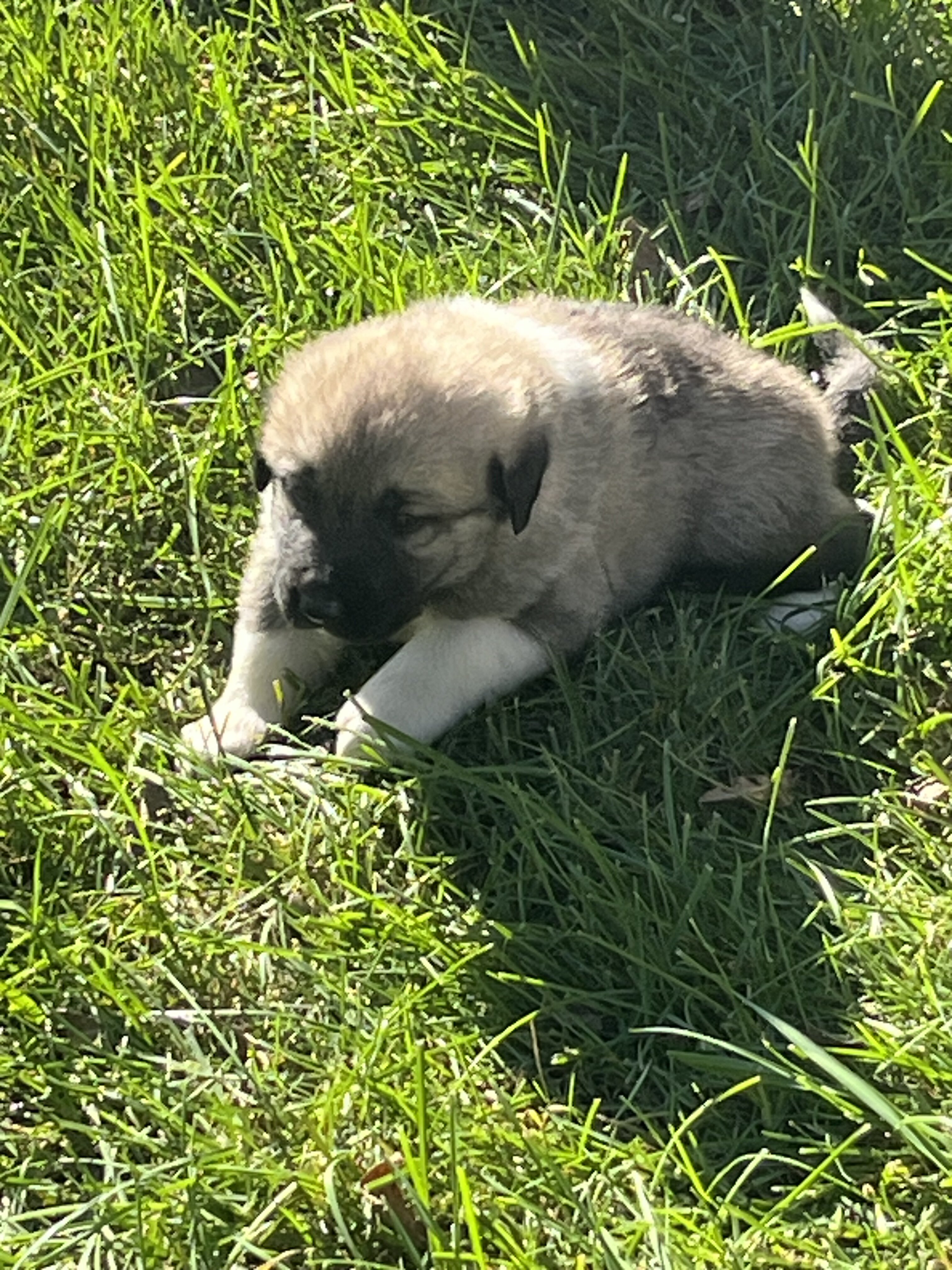 Great Pyrenees - Anatolian Shepherd puppies image 4