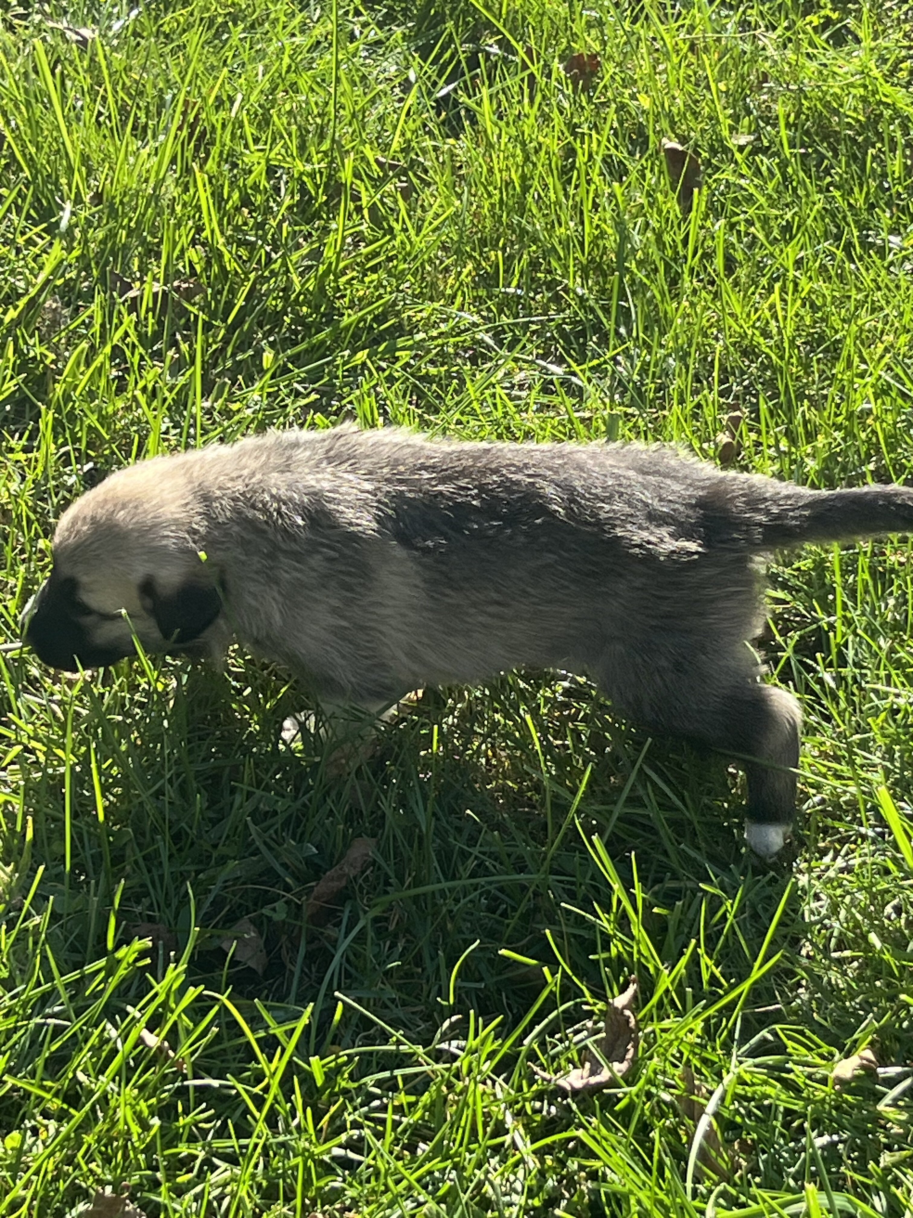 Great Pyrenees - Anatolian Shepherd puppies image 8