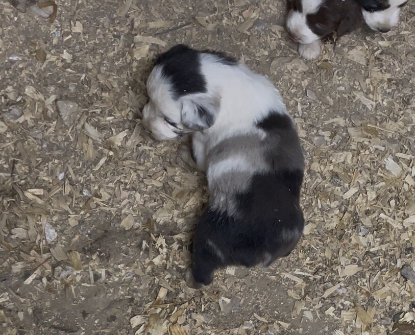 Mini Australian Shepherd Puppies image 9