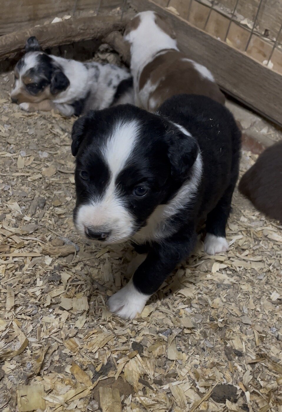 Mini Australian Shepherd Puppies image 8