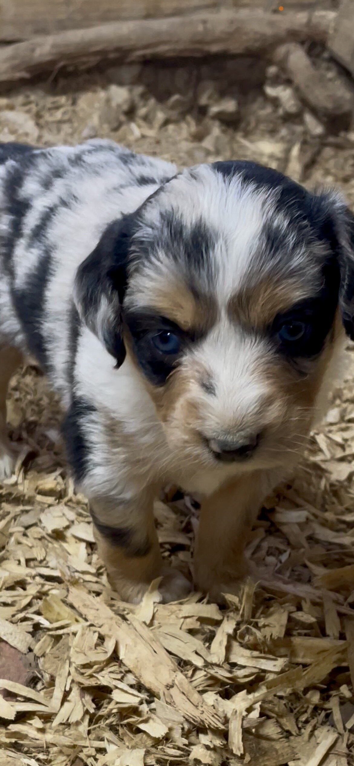 Mini Australian Shepherd Puppies image 1