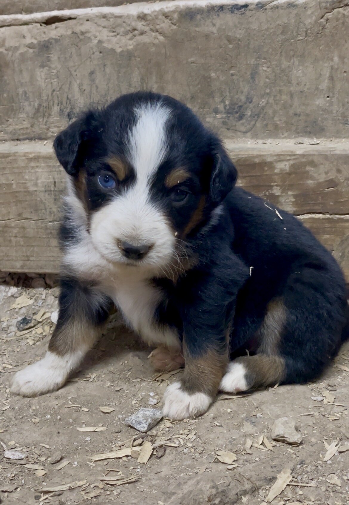 Mini Australian Shepherd Puppies image 4