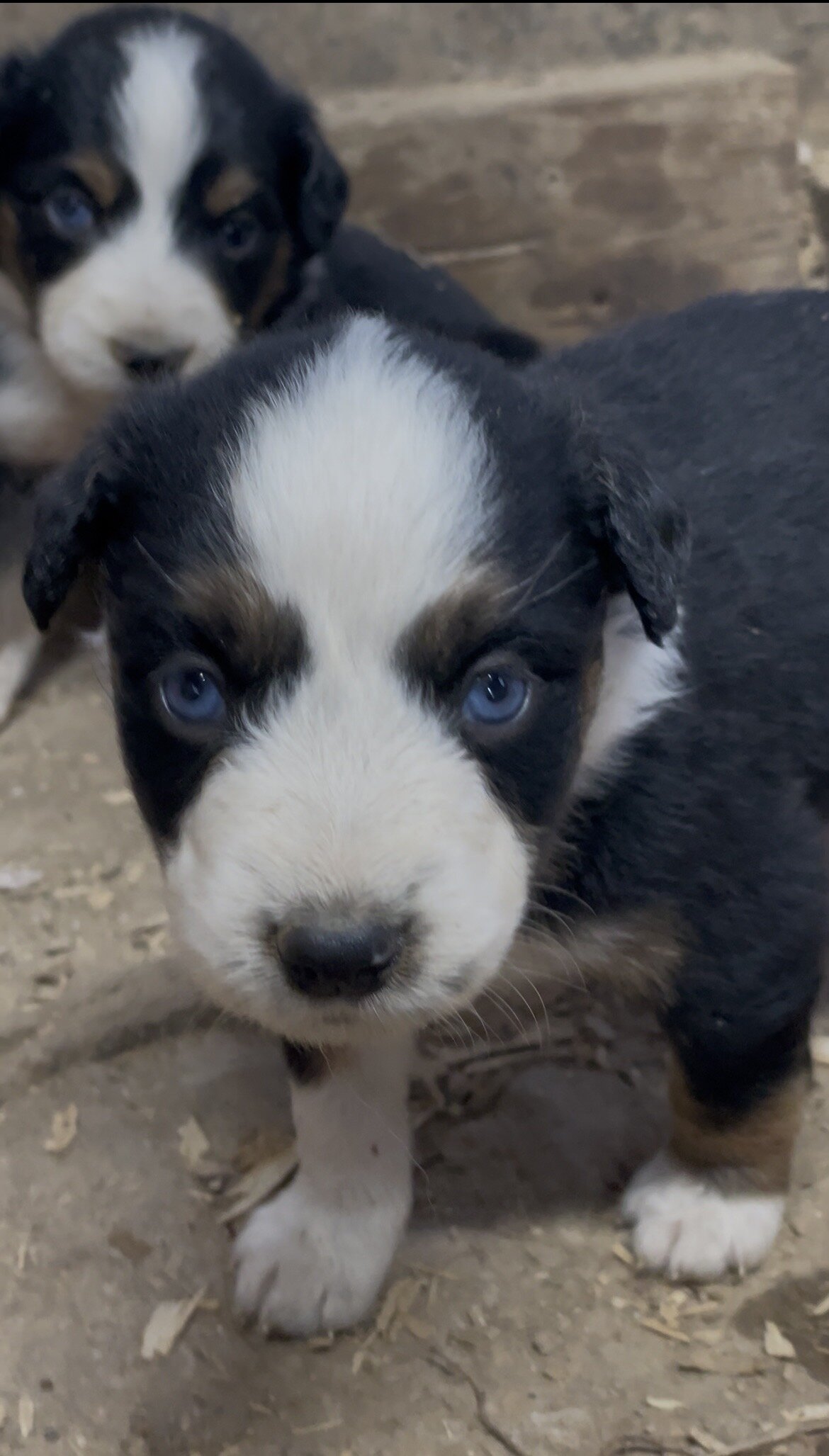 Mini Australian Shepherd Puppies image 3
