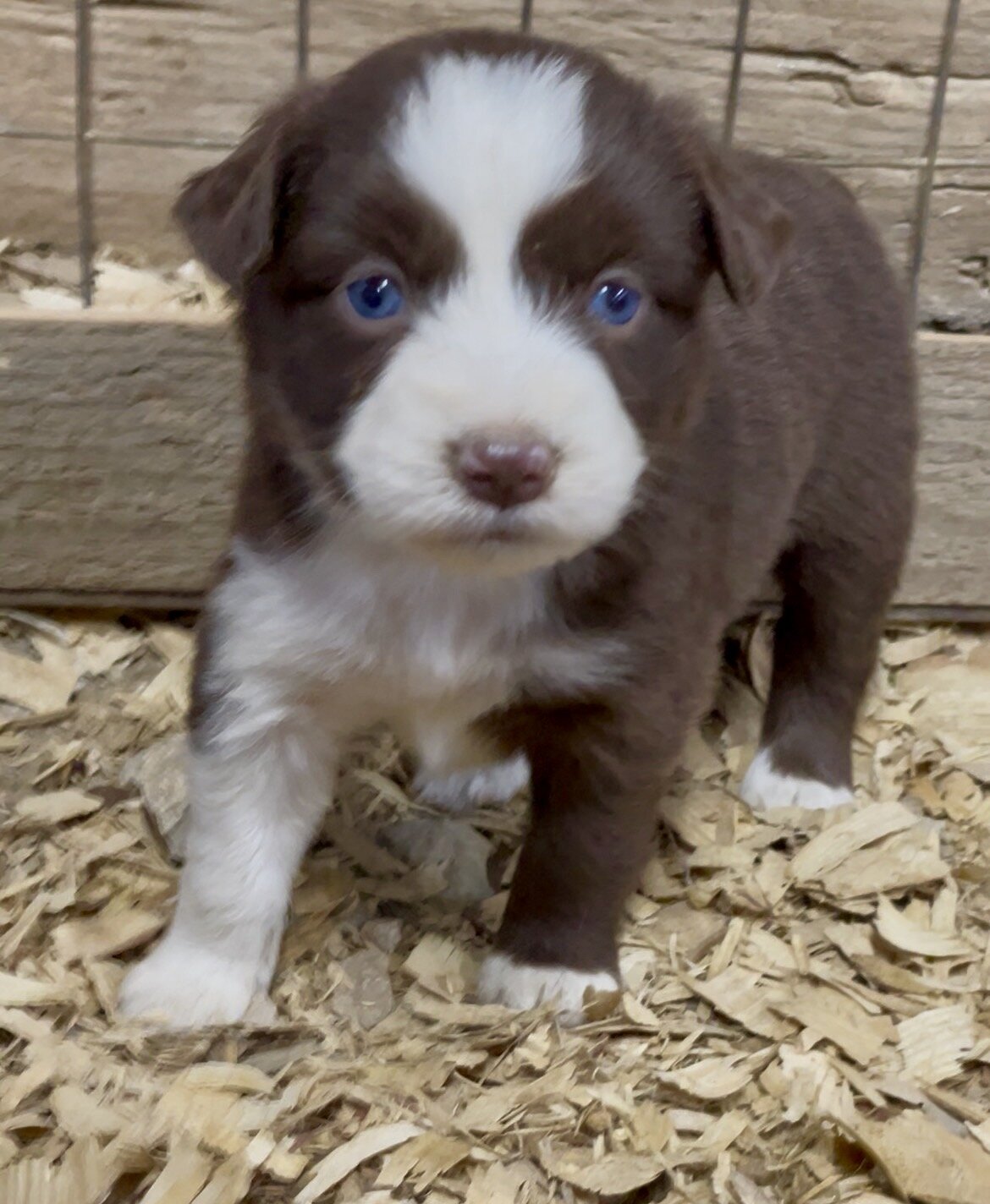 Mini Australian Shepherd Puppies image 2