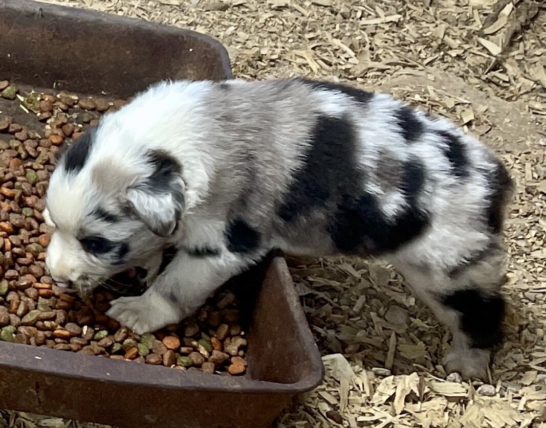 Mini Australian Shepherd Puppies image 5