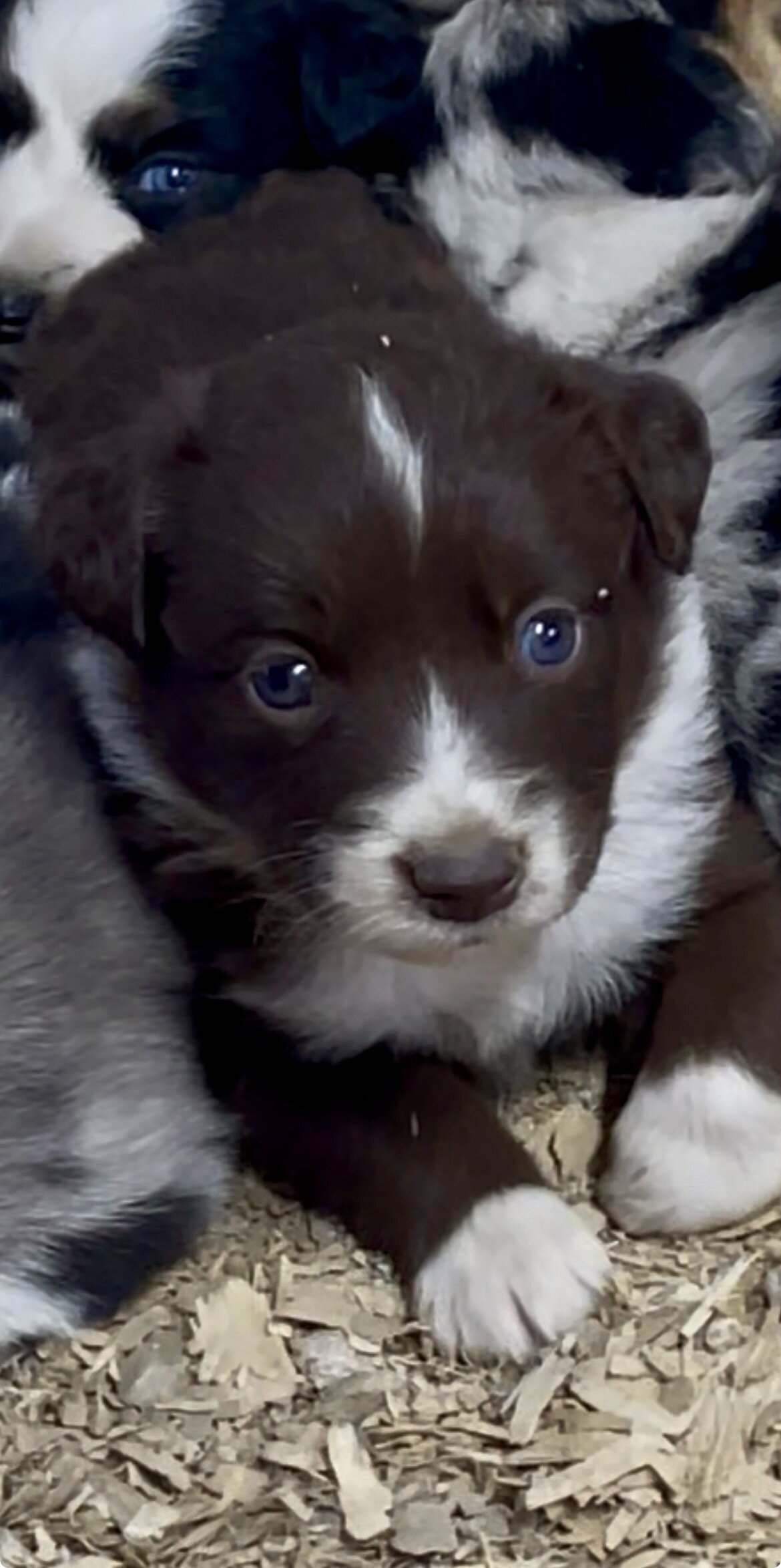 Mini Australian Shepherd Puppies image 7