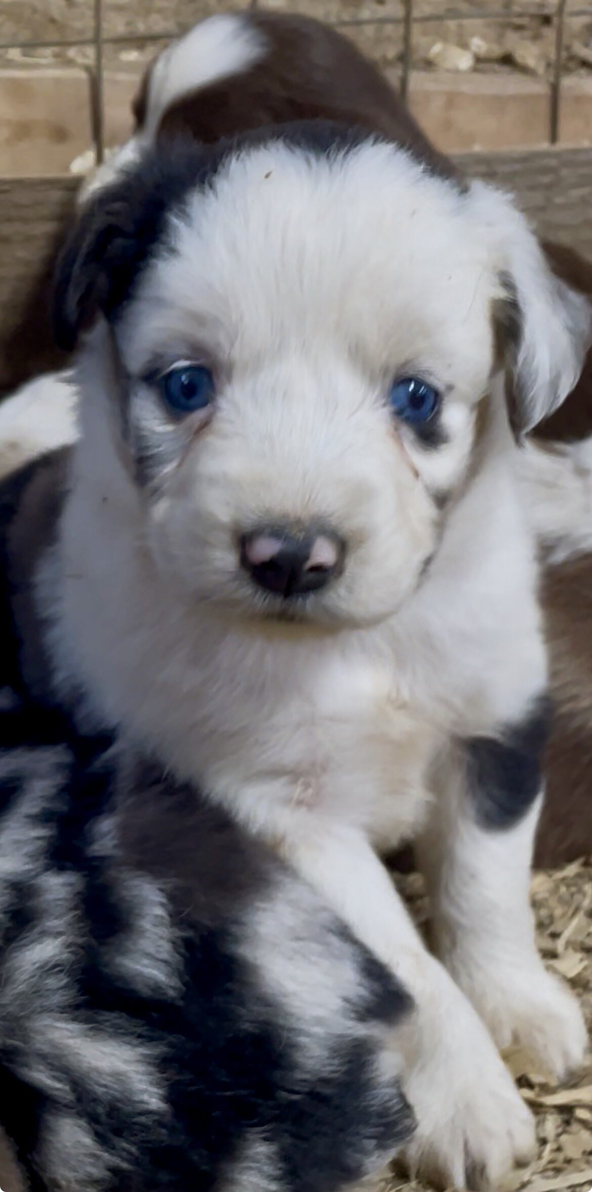 Mini Australian Shepherd Puppies image 6