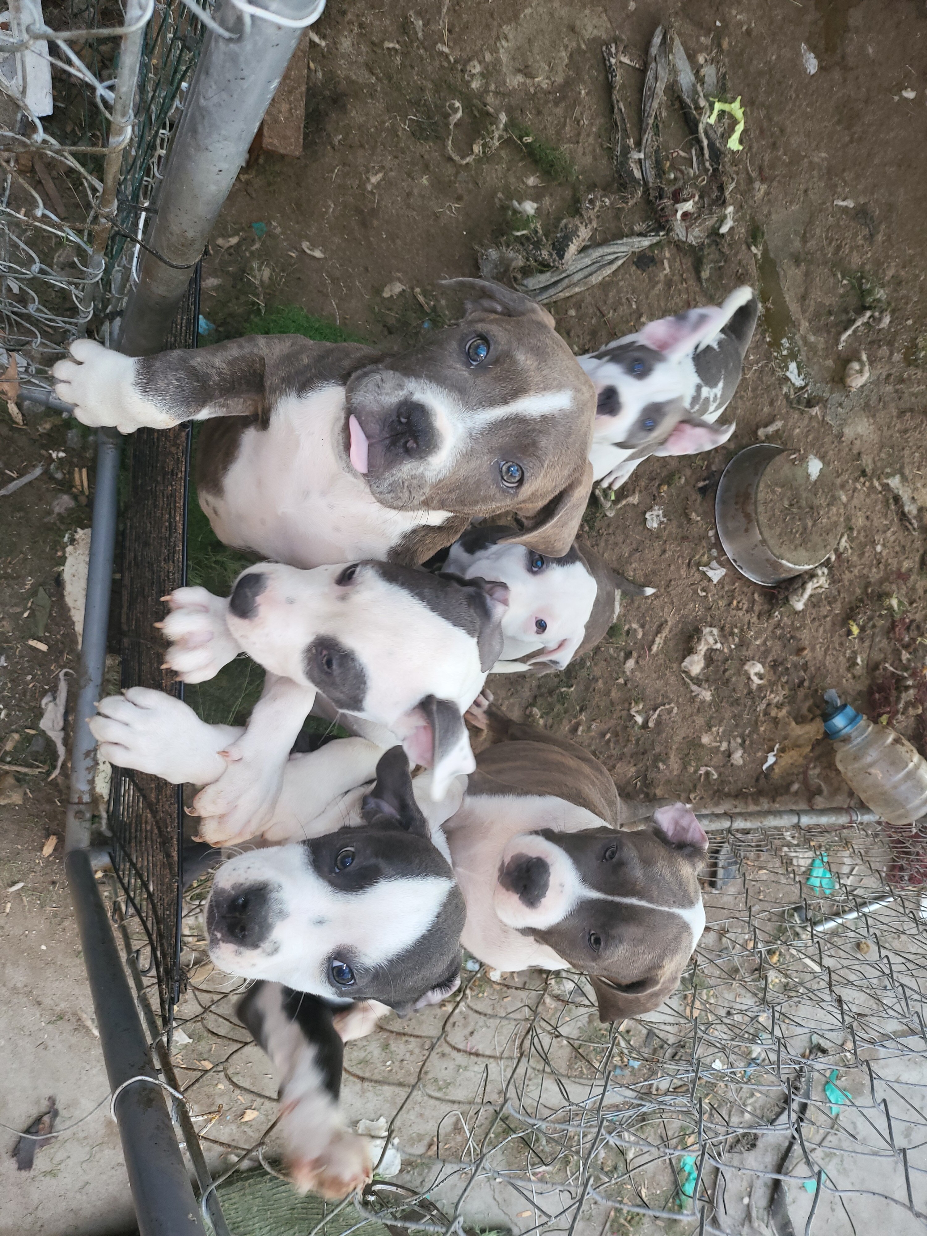 American Bully XL image 1