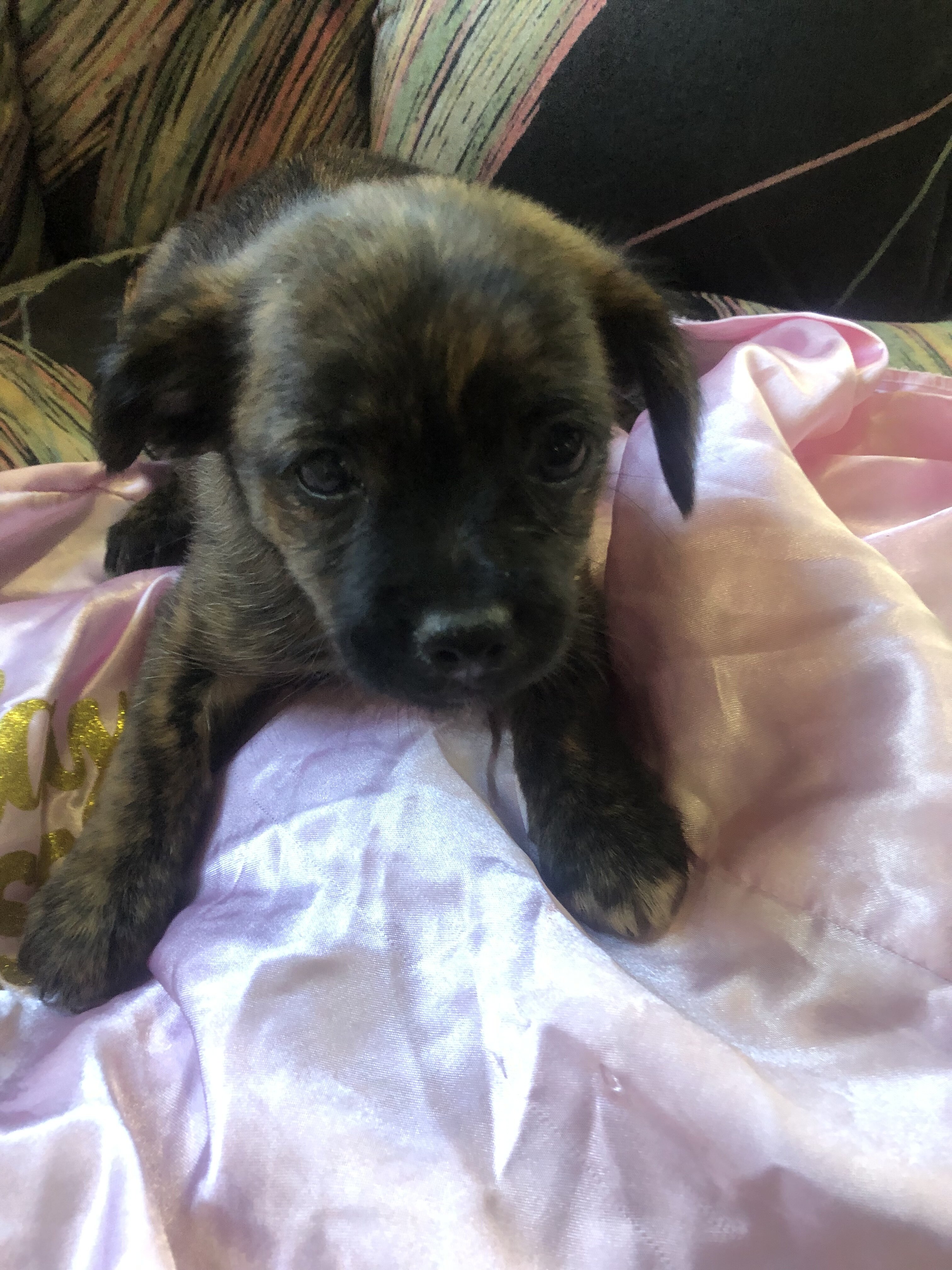Puppy’s pups pug mixed puppies - $600 (Gary) image 3