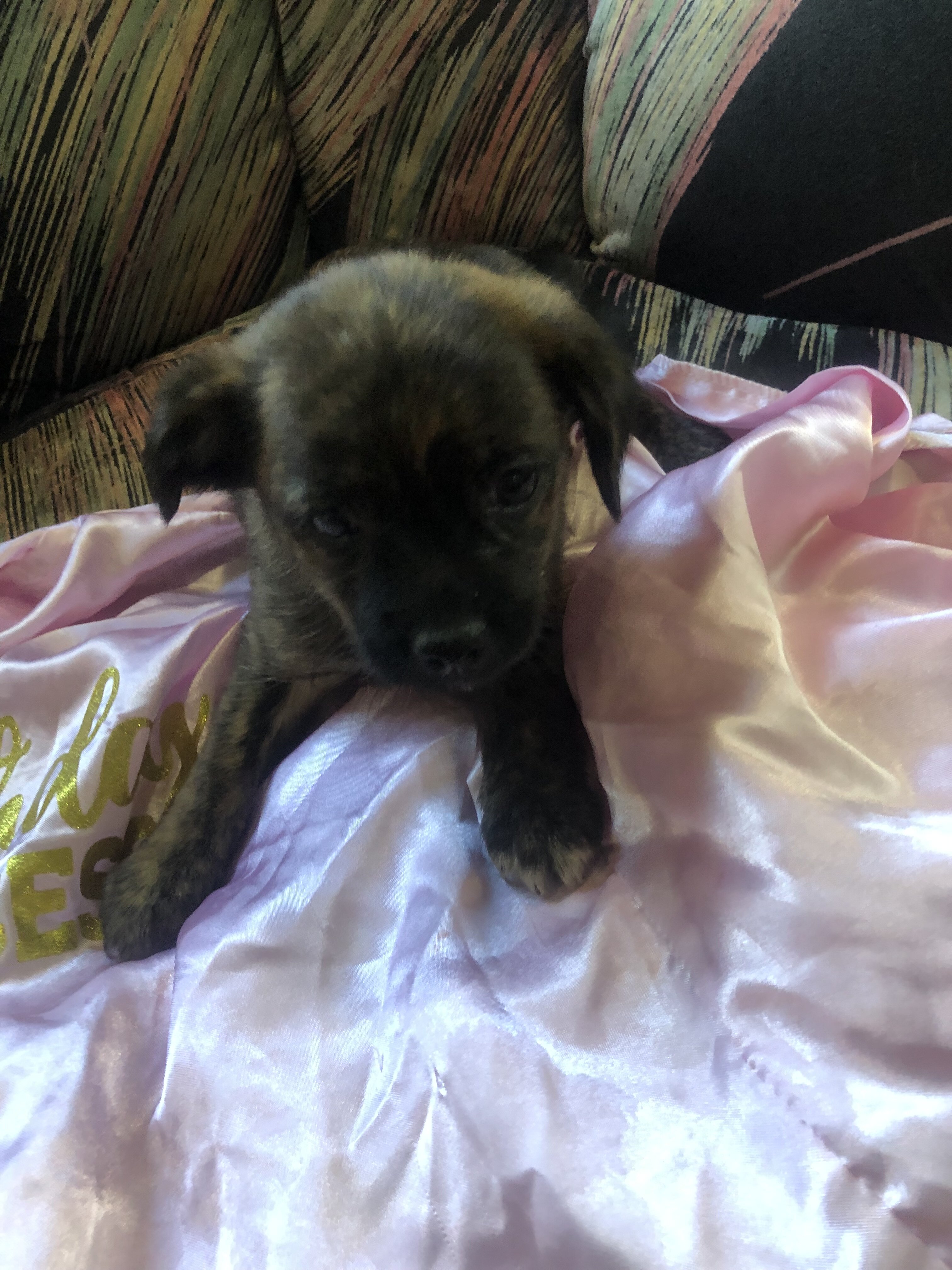 Puppy’s pups pug mixed puppies - $600 (Gary) image 4