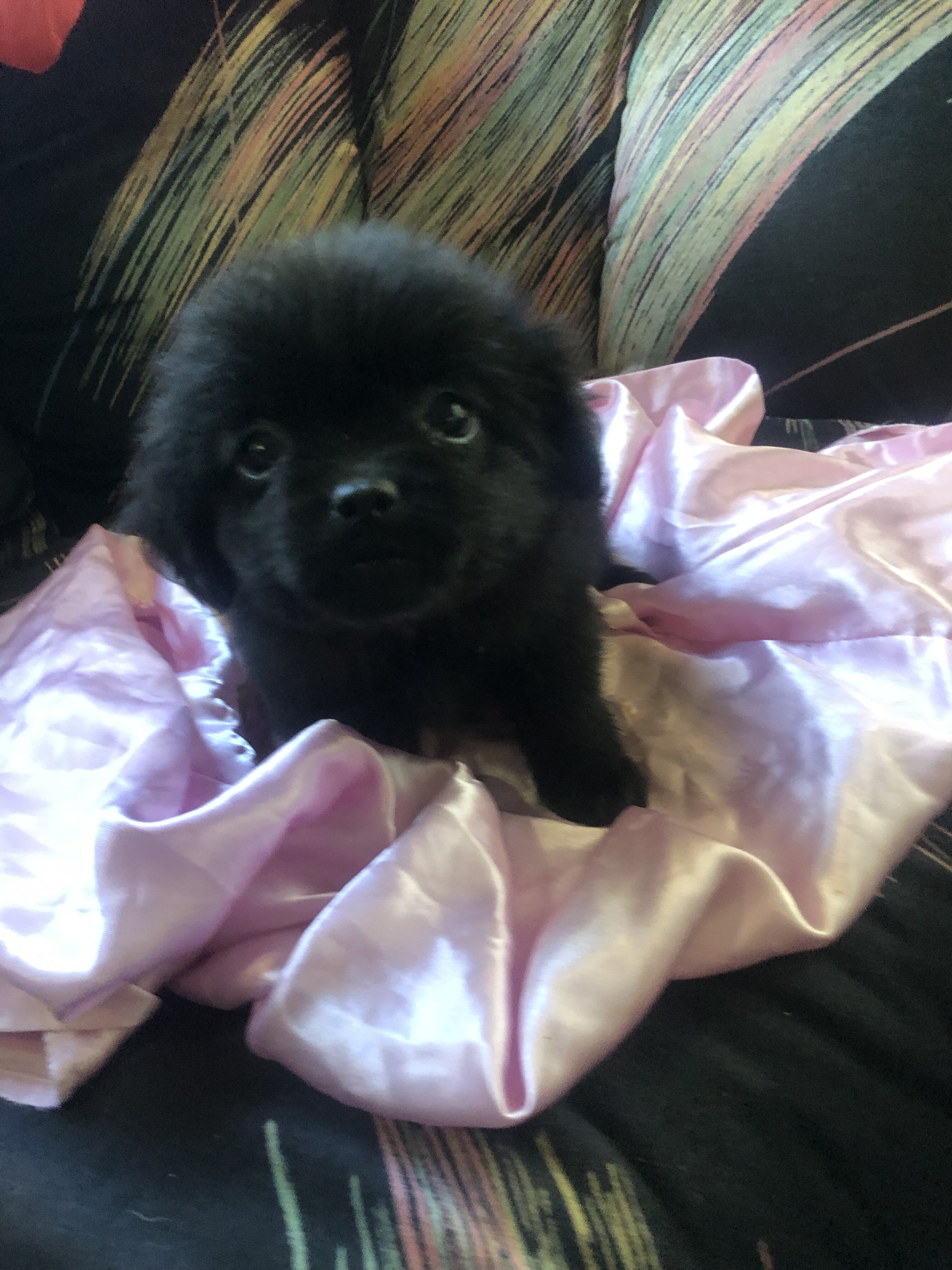 Puppy’s pups pug mixed puppies - $600 (Gary) image 2