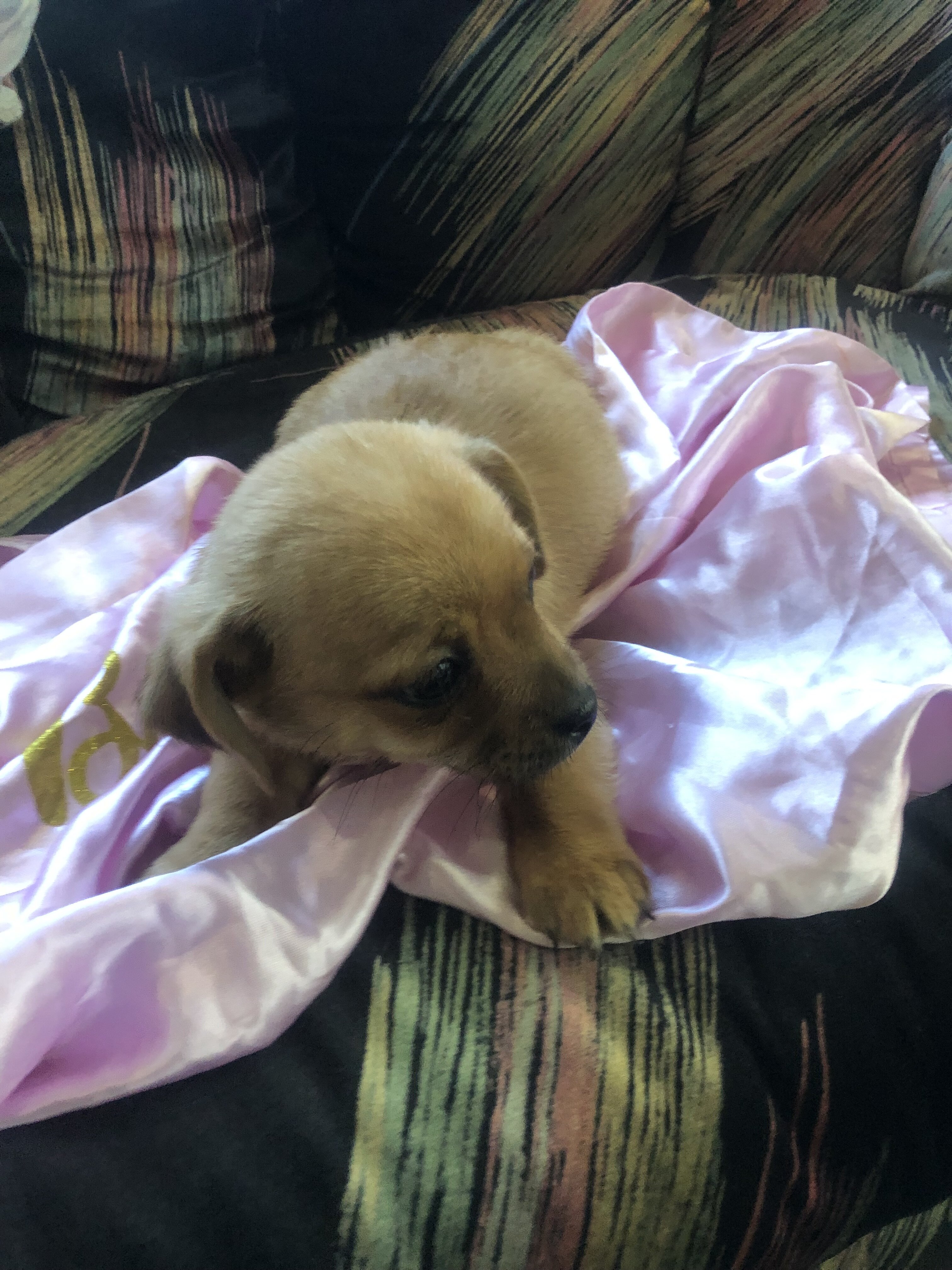 Puppy’s pups pug mixed puppies - $600 (Gary) image 6