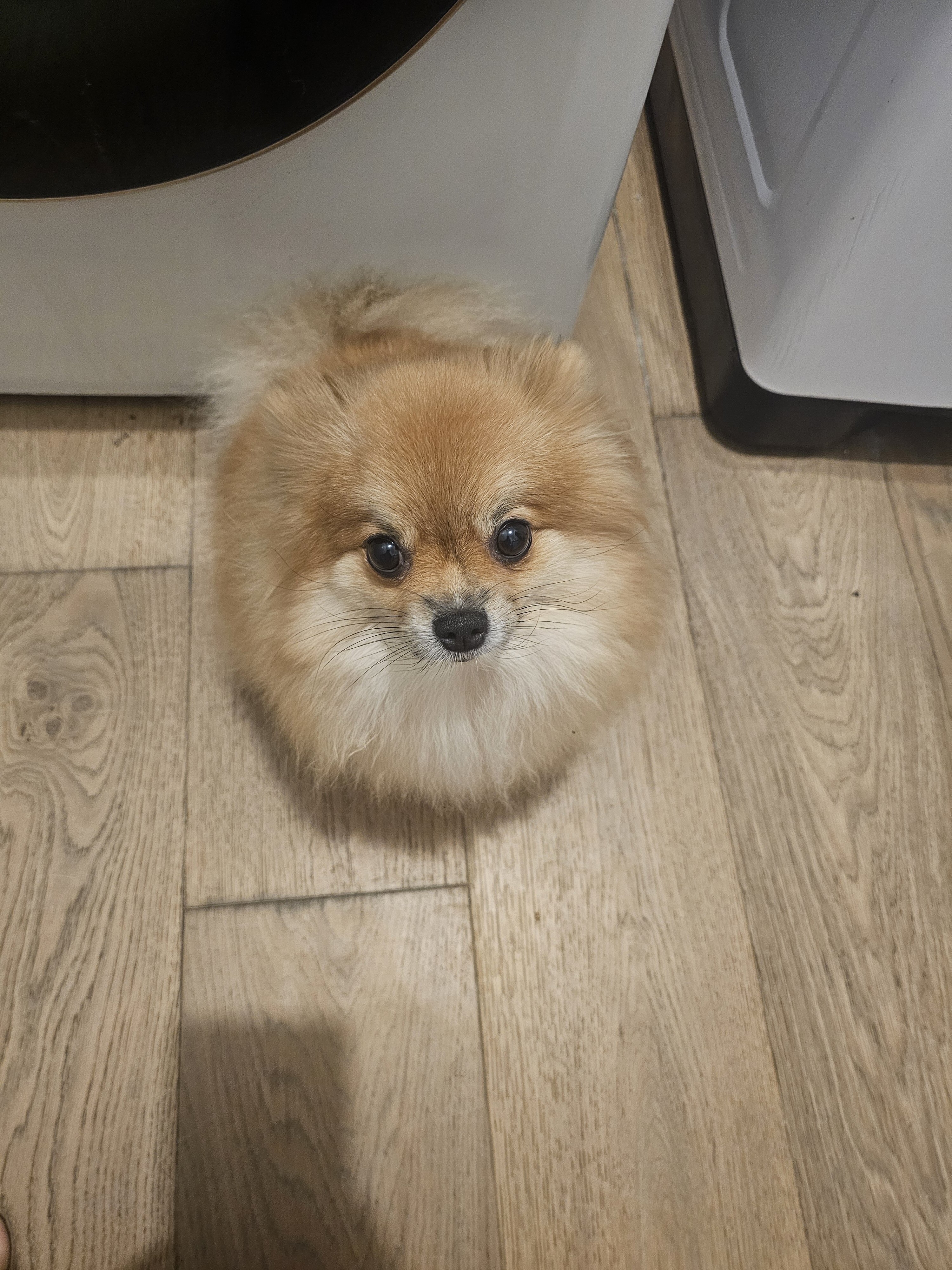 Pomeranian image 1