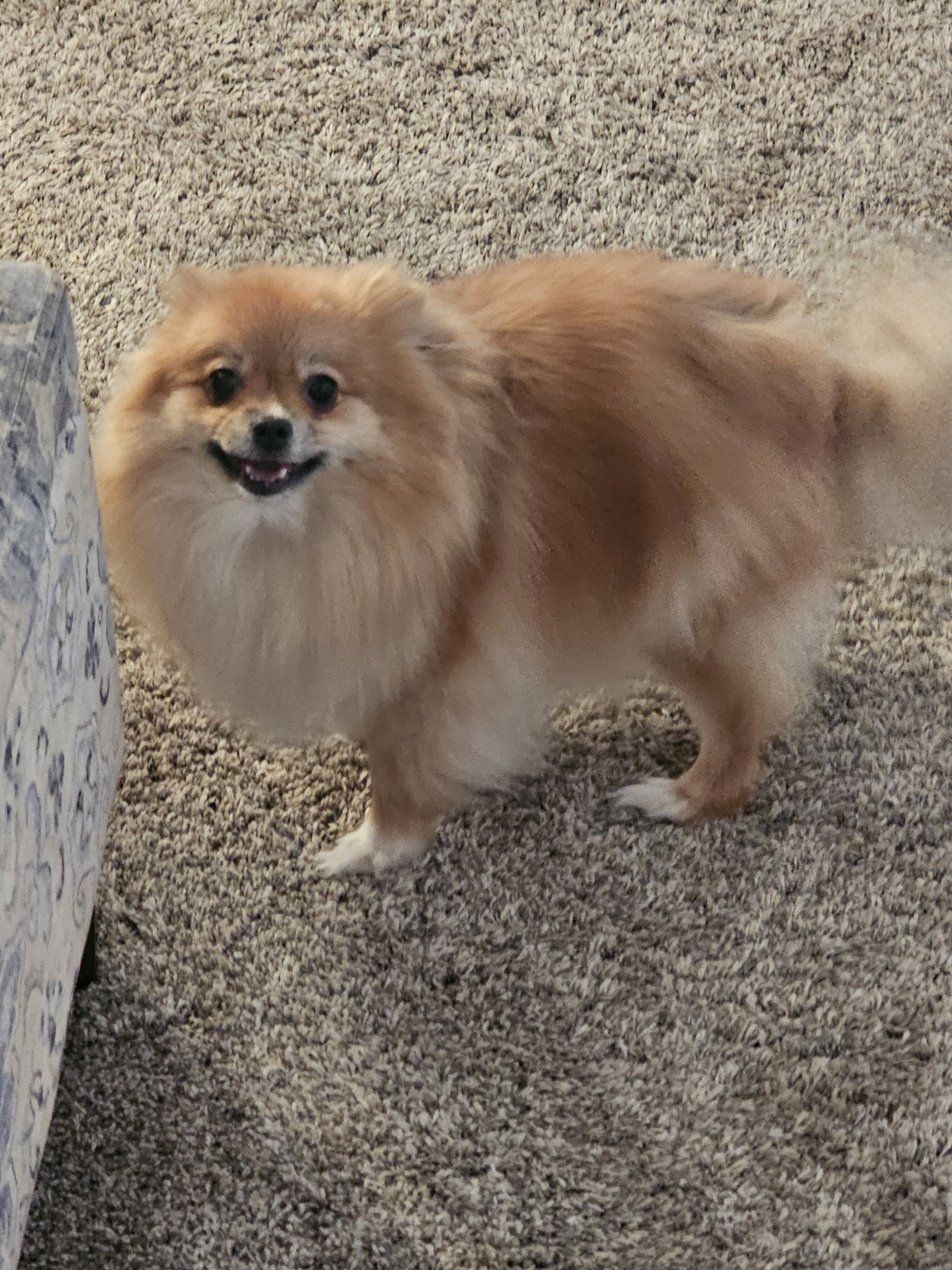 Pomeranian image 2