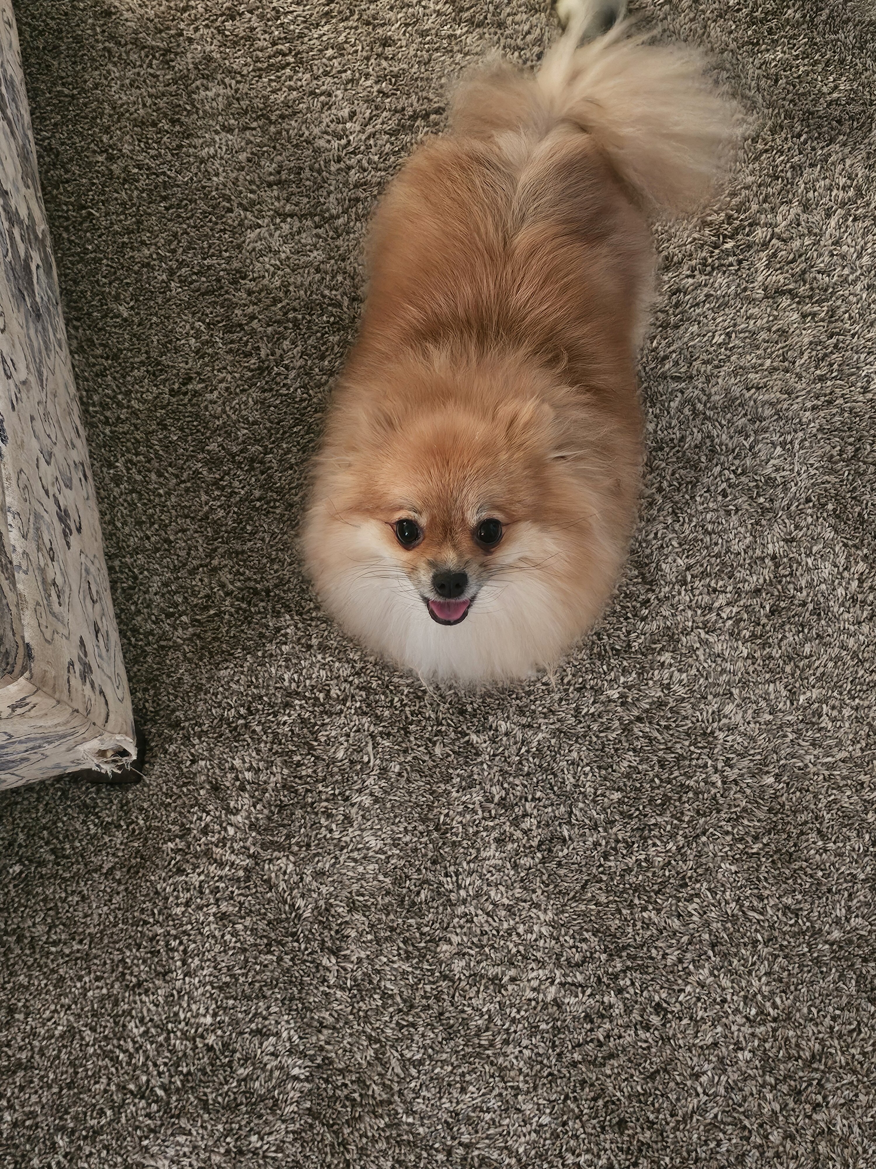 Pomeranian image 3